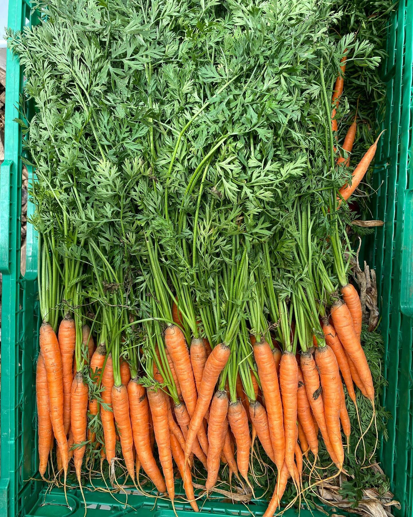 Carrots from @kiselgaarden - one of the ingredients we&rsquo;ve missed a lot since moving from Denmark and brought here by farmers Ask and Amy personally - on the menu tonight 👌🥕