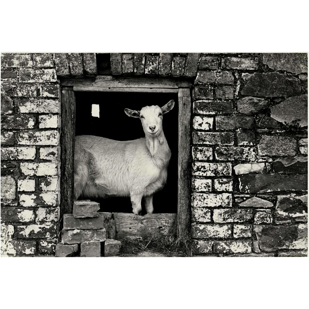 Ballyrogan 1981 Goat