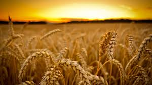 The 5-A-Day for a Healthy Christian: Colossians 2