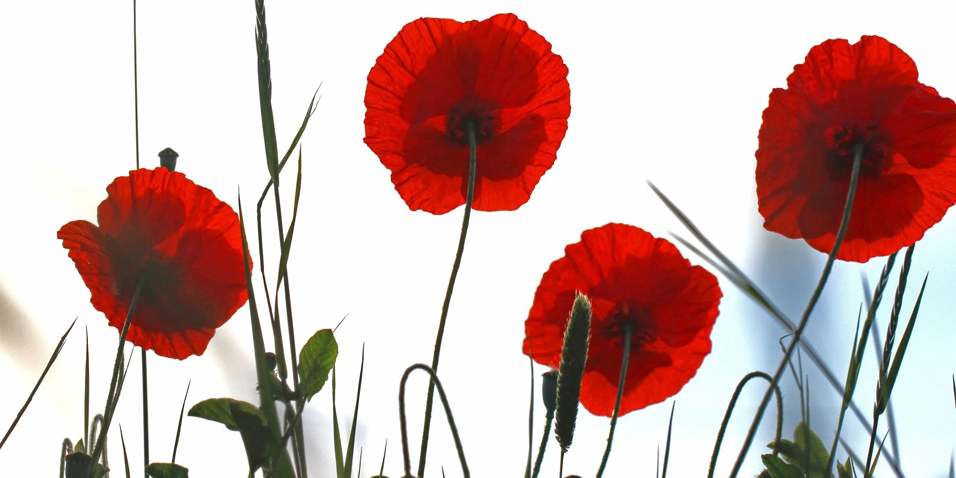 Morning Service - Remembrance