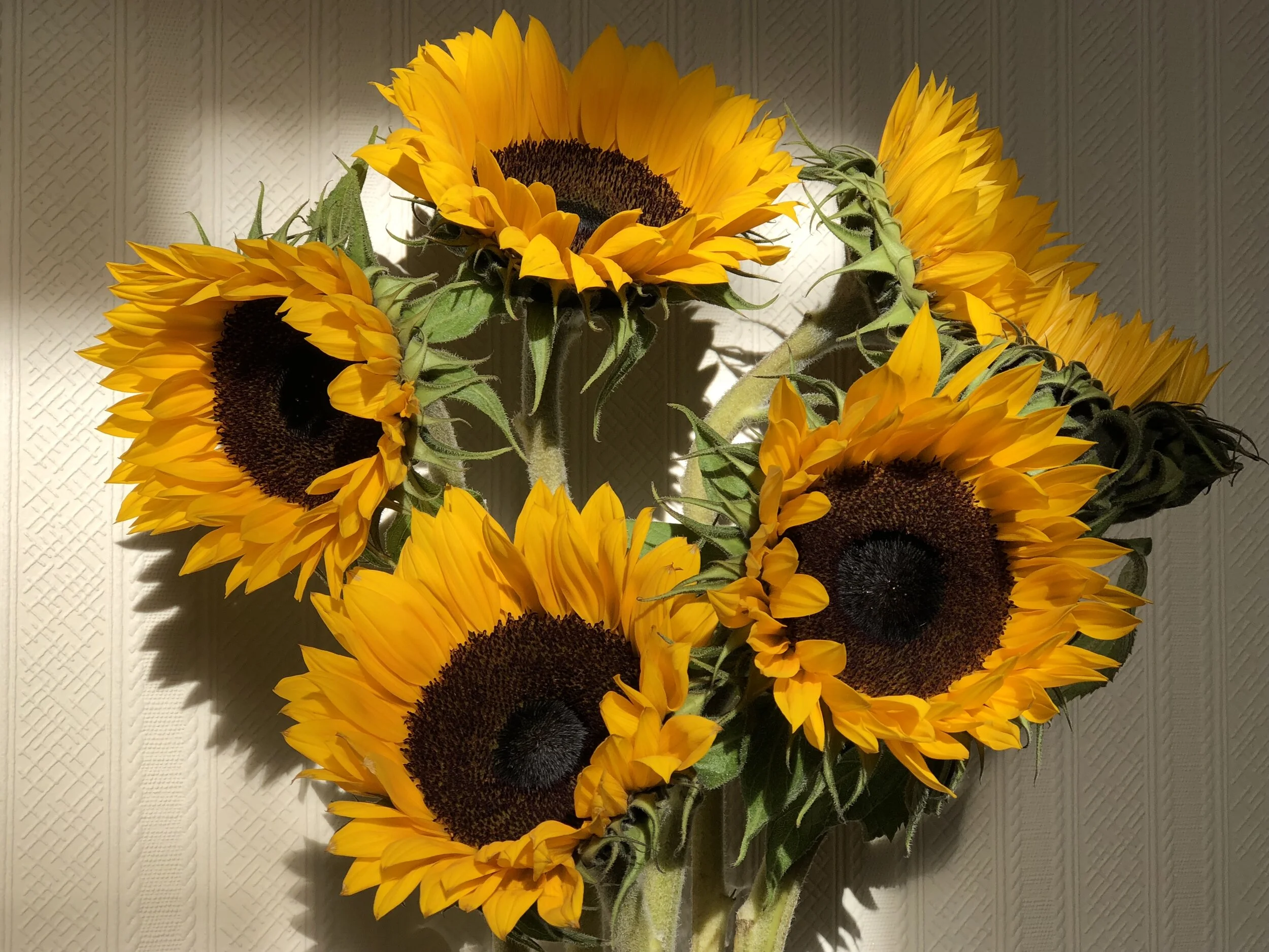 Visiting Team meeting