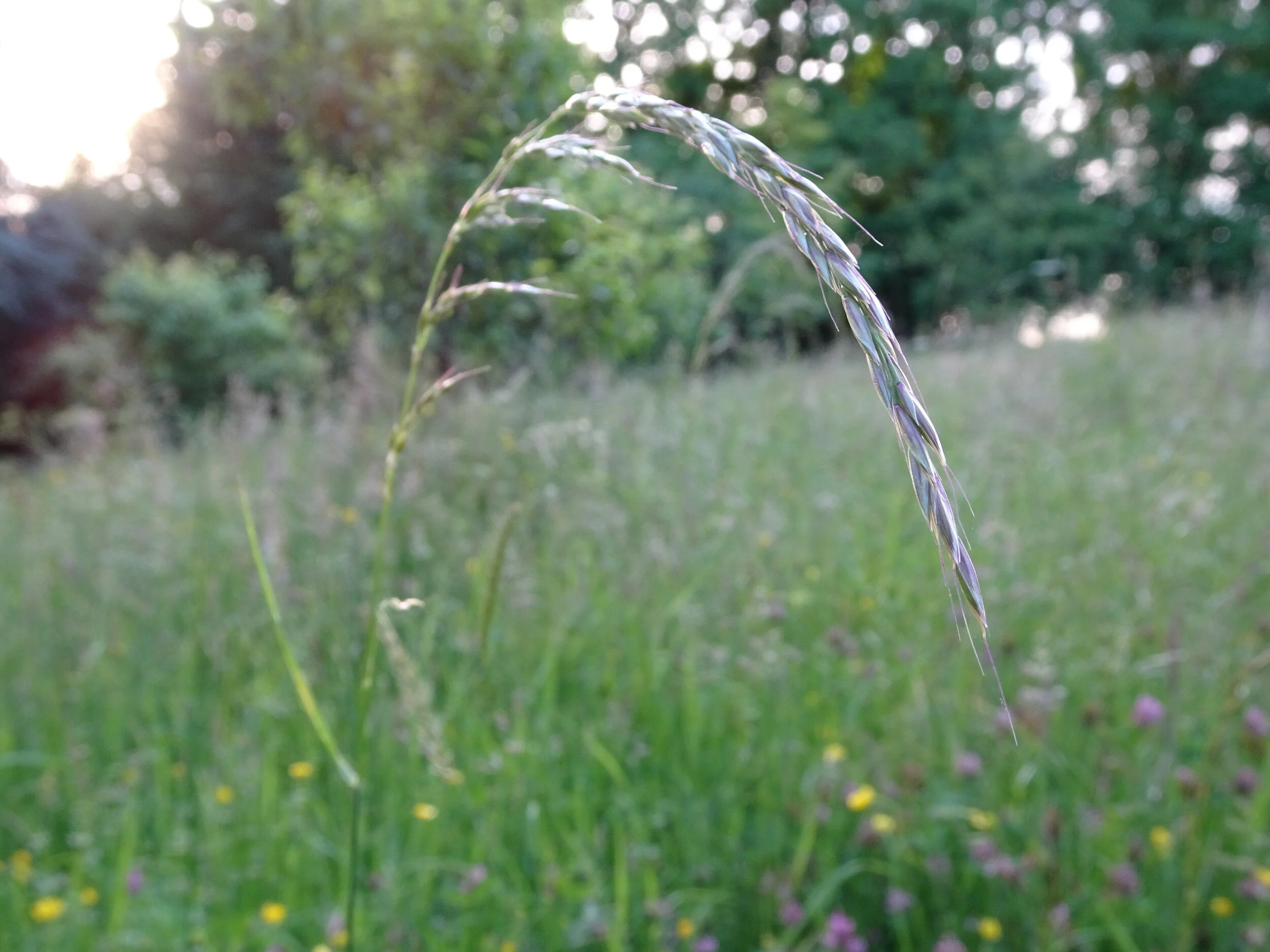 Hook Devotional at 11ish - Tues 26th to Fri 29th May