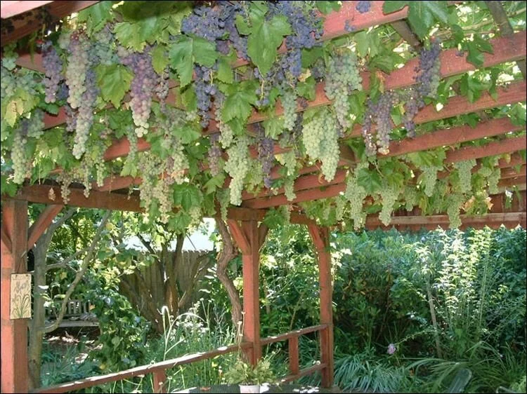 Trellis News - Wed 2nd Sept