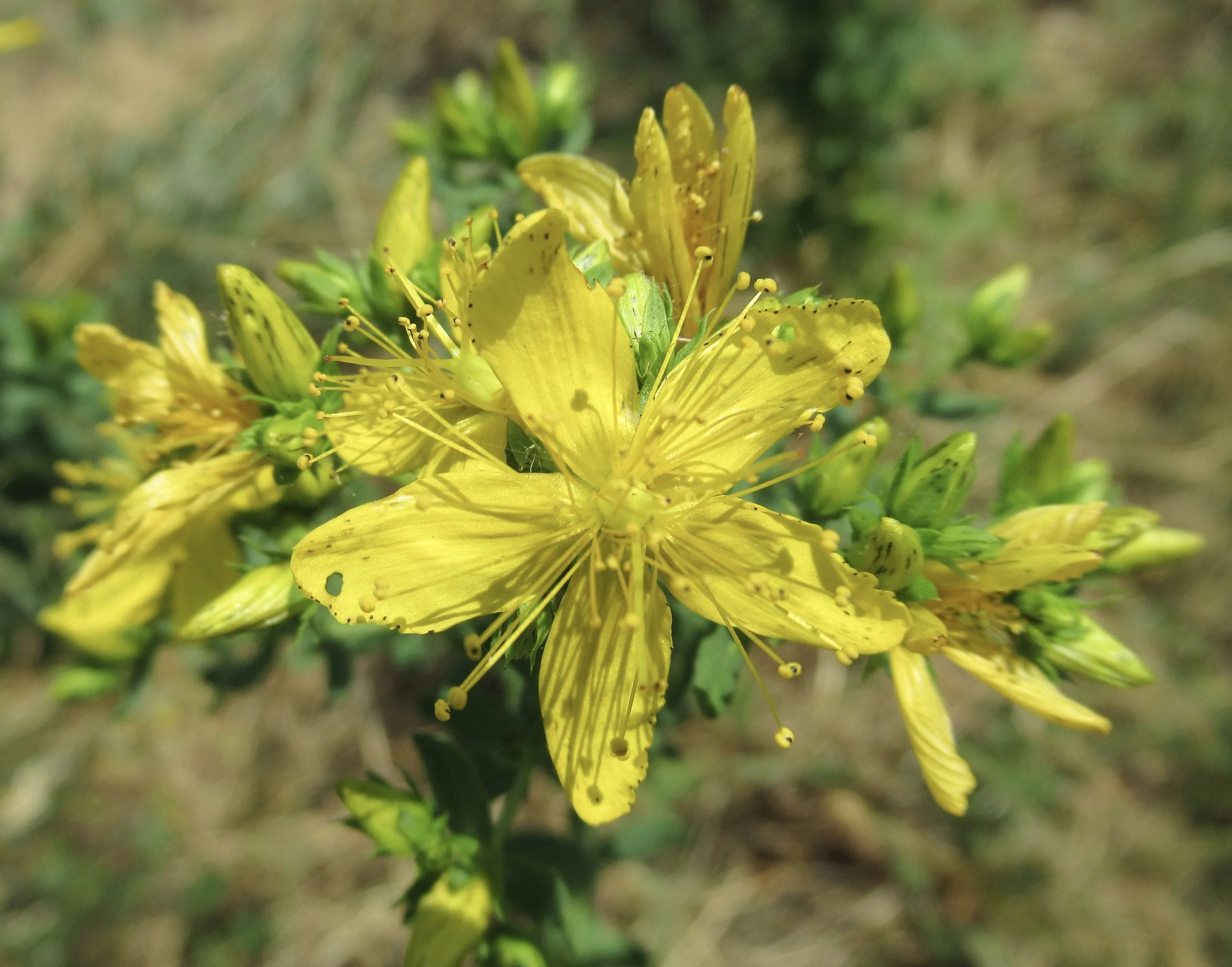 Das Öl für Wunden, das Wunder wirkt