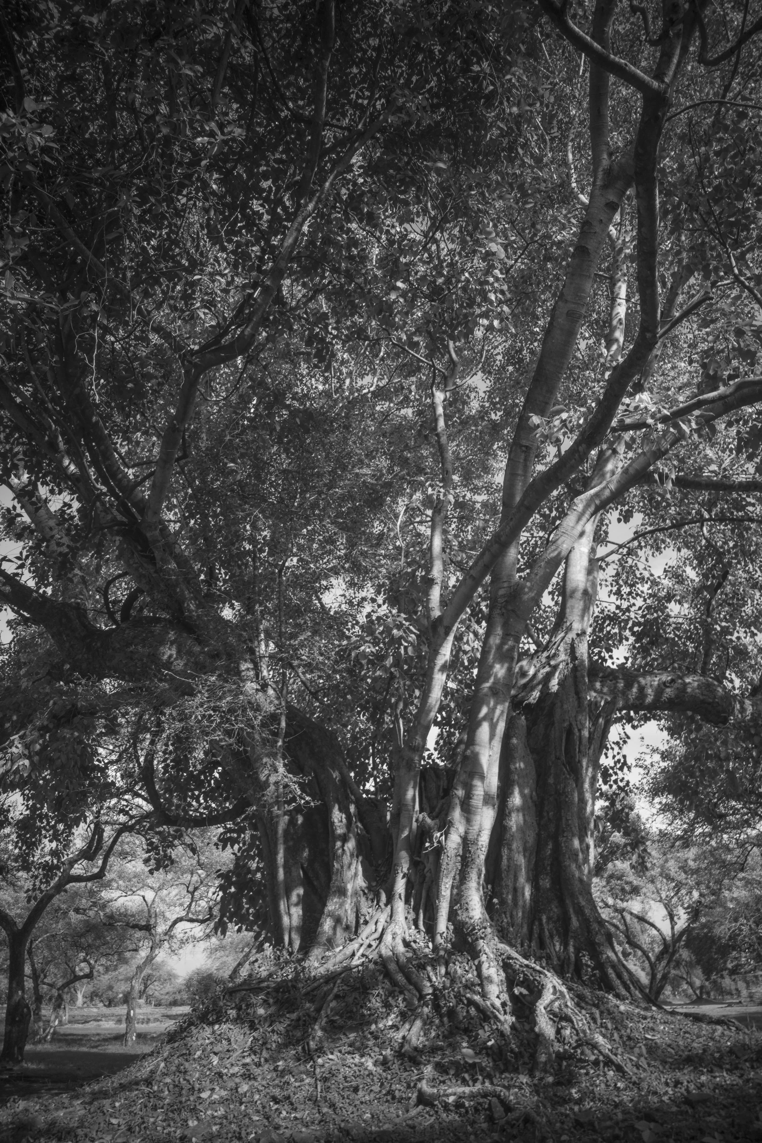 AYUDHIYA TREES COCK 2021-9657.jpg