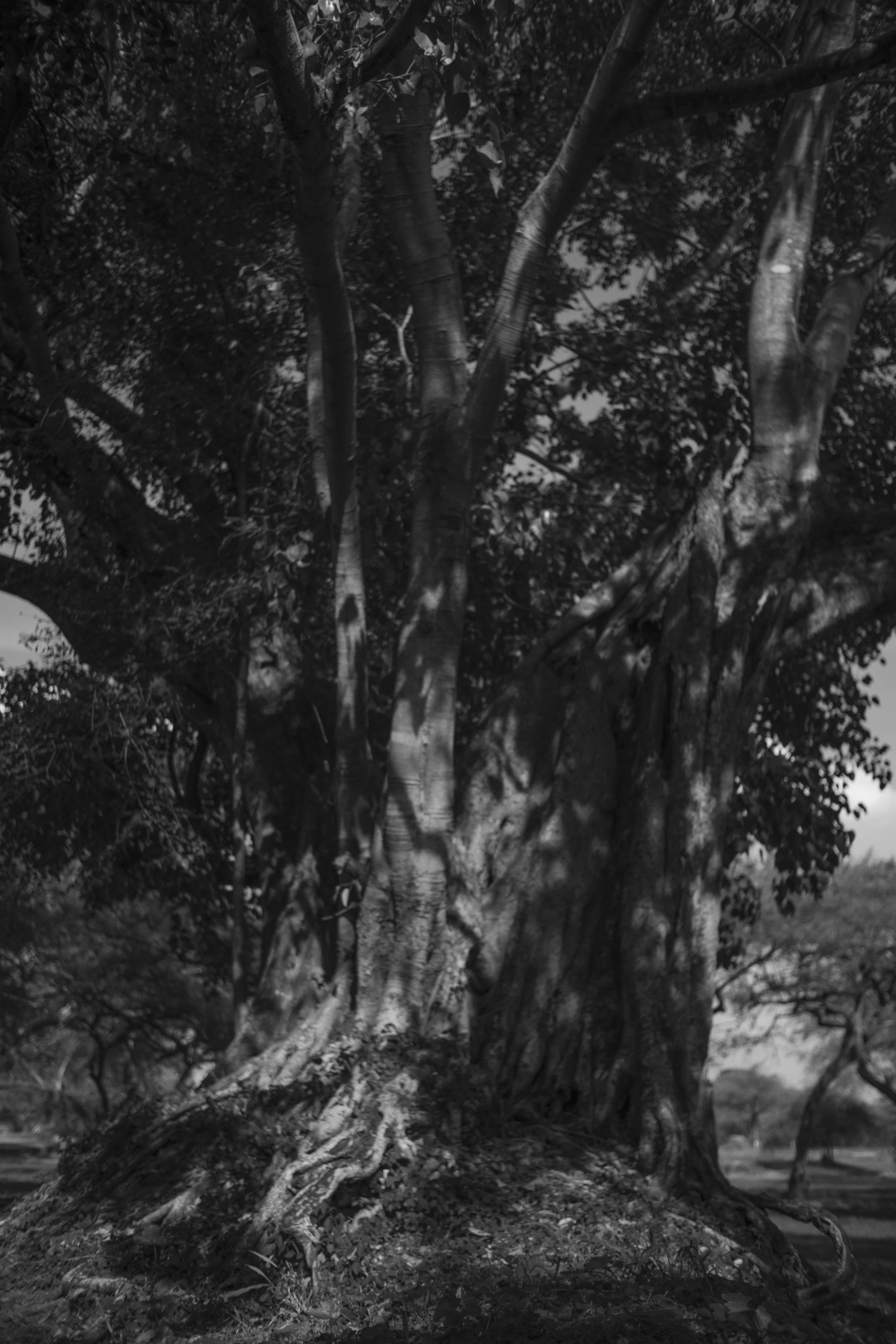 AYUDHIYA TREES COCK 2021-9652.jpg