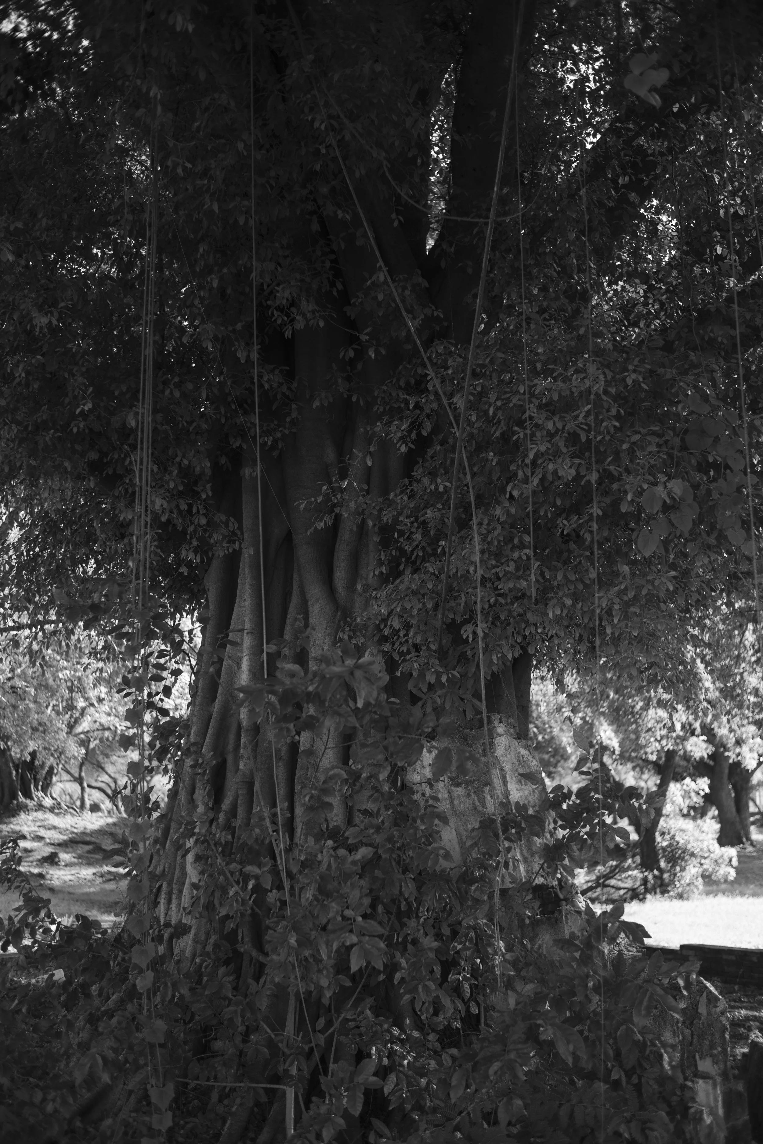 AYUDHIYA TREES COCK 2021-9643.jpg