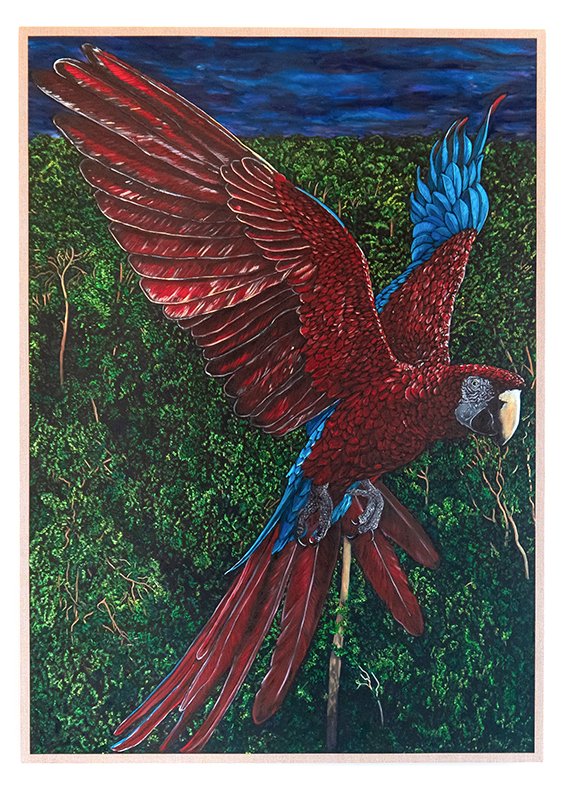 Macaw 72dpi.jpg