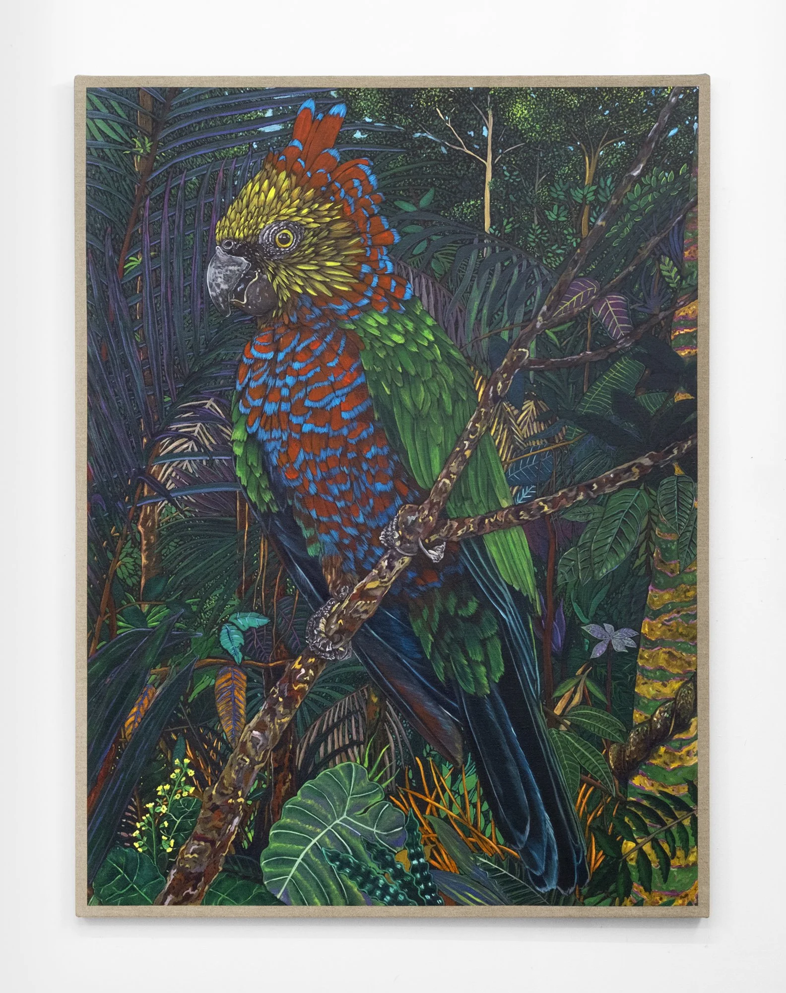 Thousand petals (Deroptyus accipitrinus accipitrinus).jpg