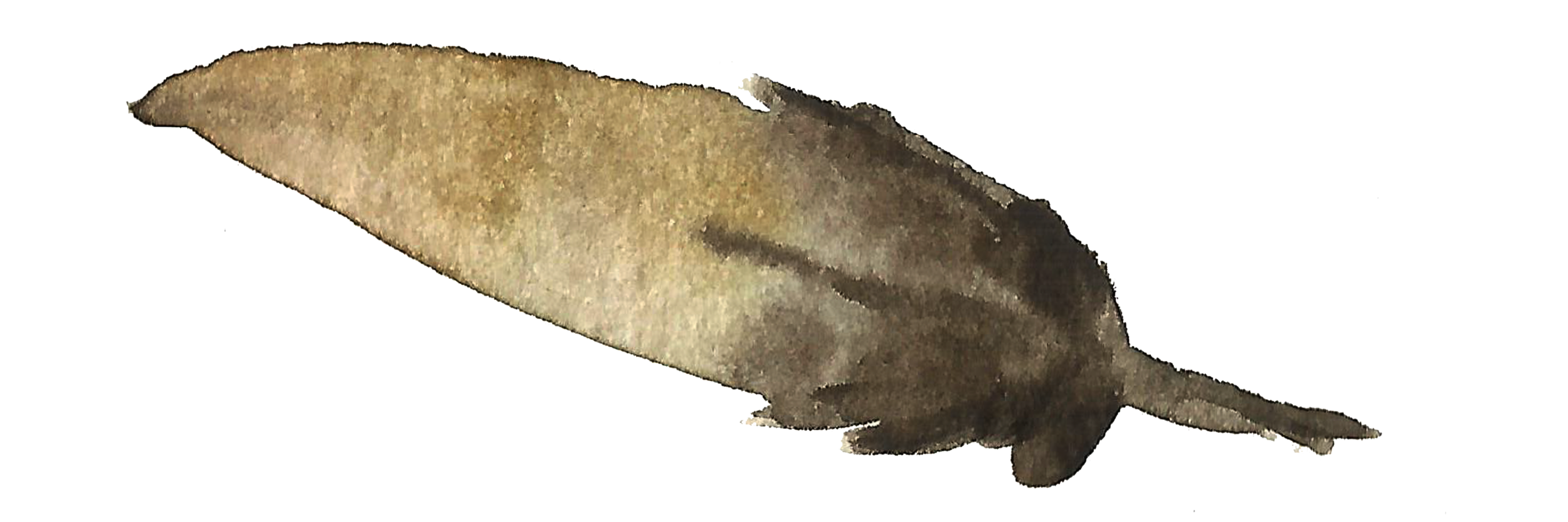 feathers copy 2.png