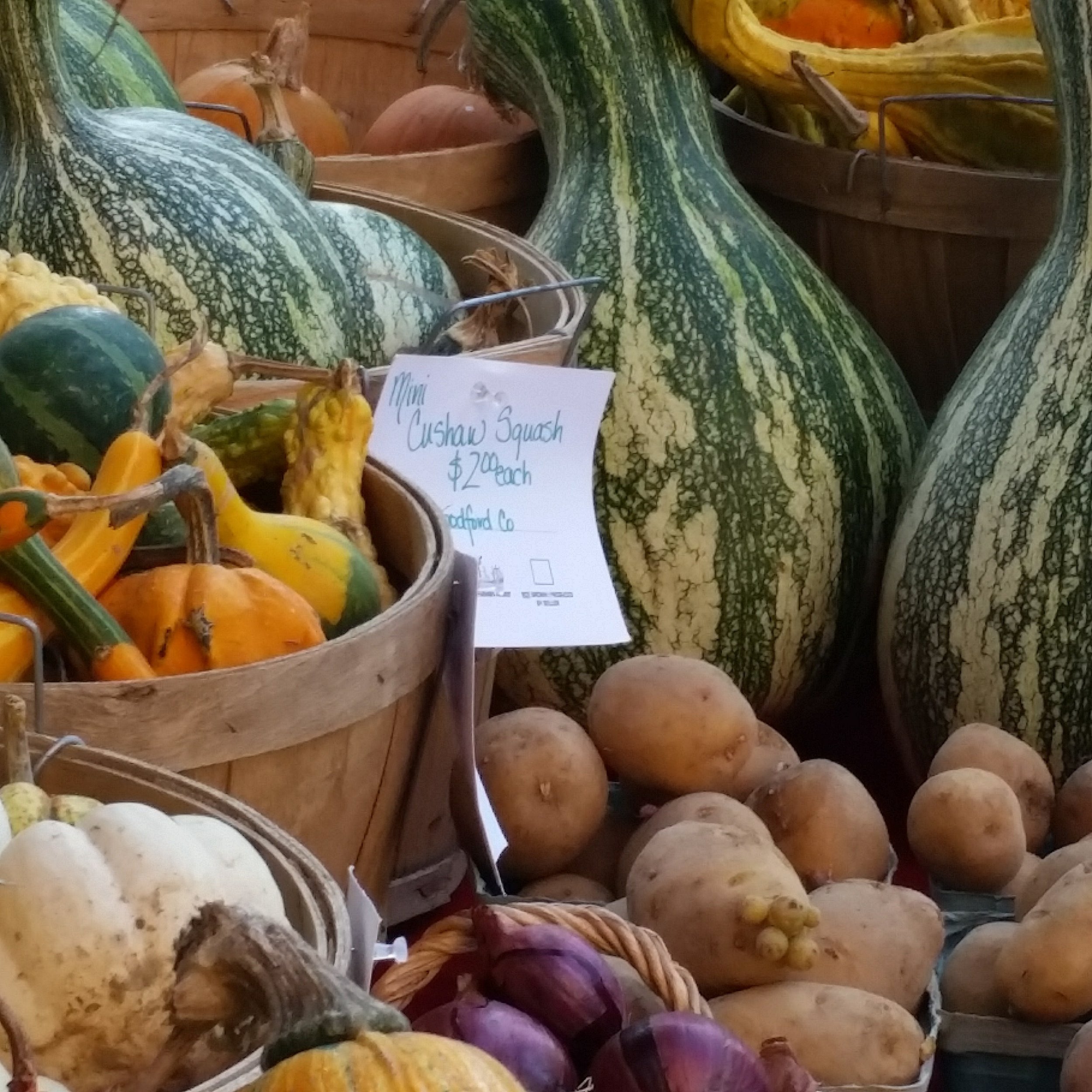 fall market squash.jpg