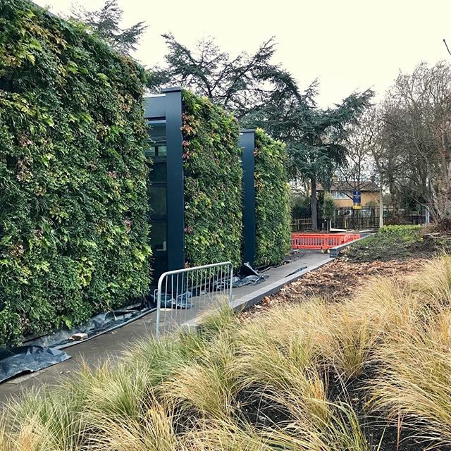 Taking the opportunity to visit our site at Parliament Hill School while running at the Southern Cross Country Championships this weekend.
_
The green wall by @scotscape_urban_greening is looking fantastic, even on a dreary January afternoon #scotsca