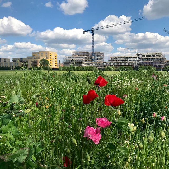 Admiring the beautiful wildflowers on our Rectory Park site visit this week 🌻🌼🌸🌺😊
