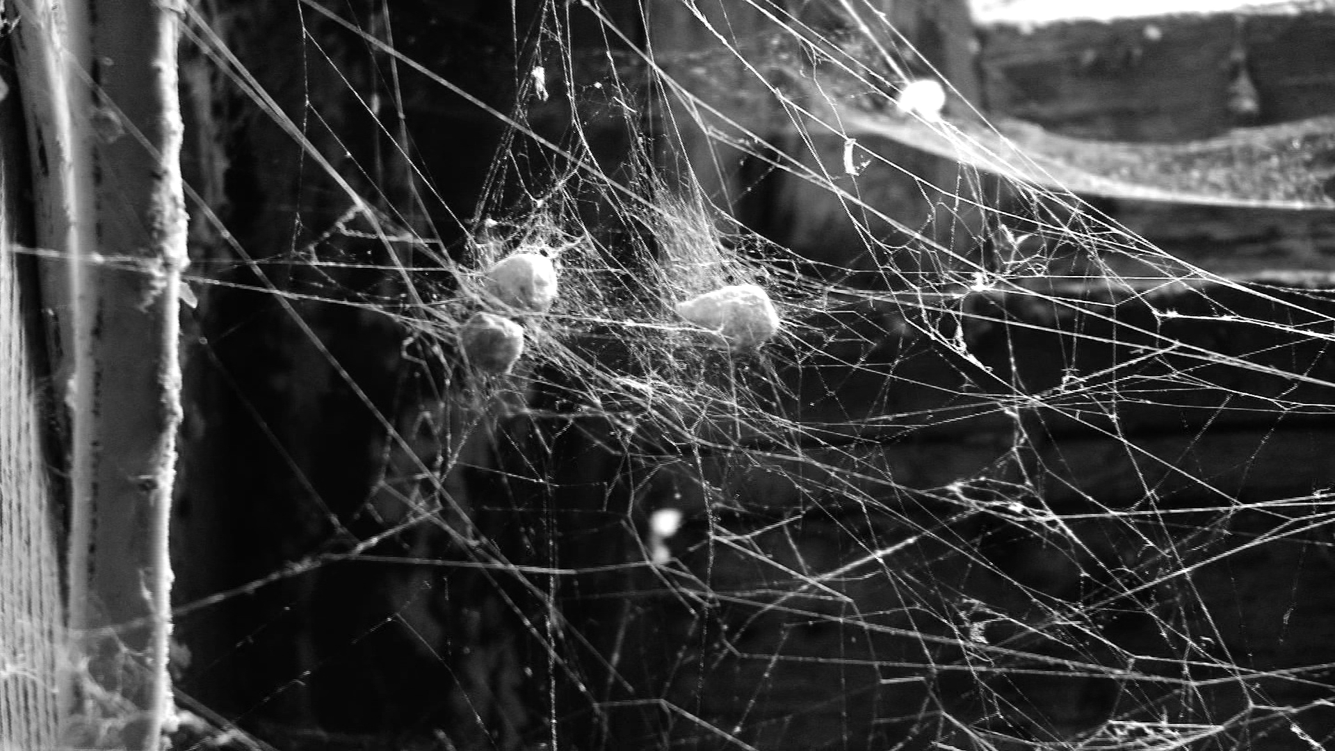 TAPE 2-13111-36 spider web.jpg