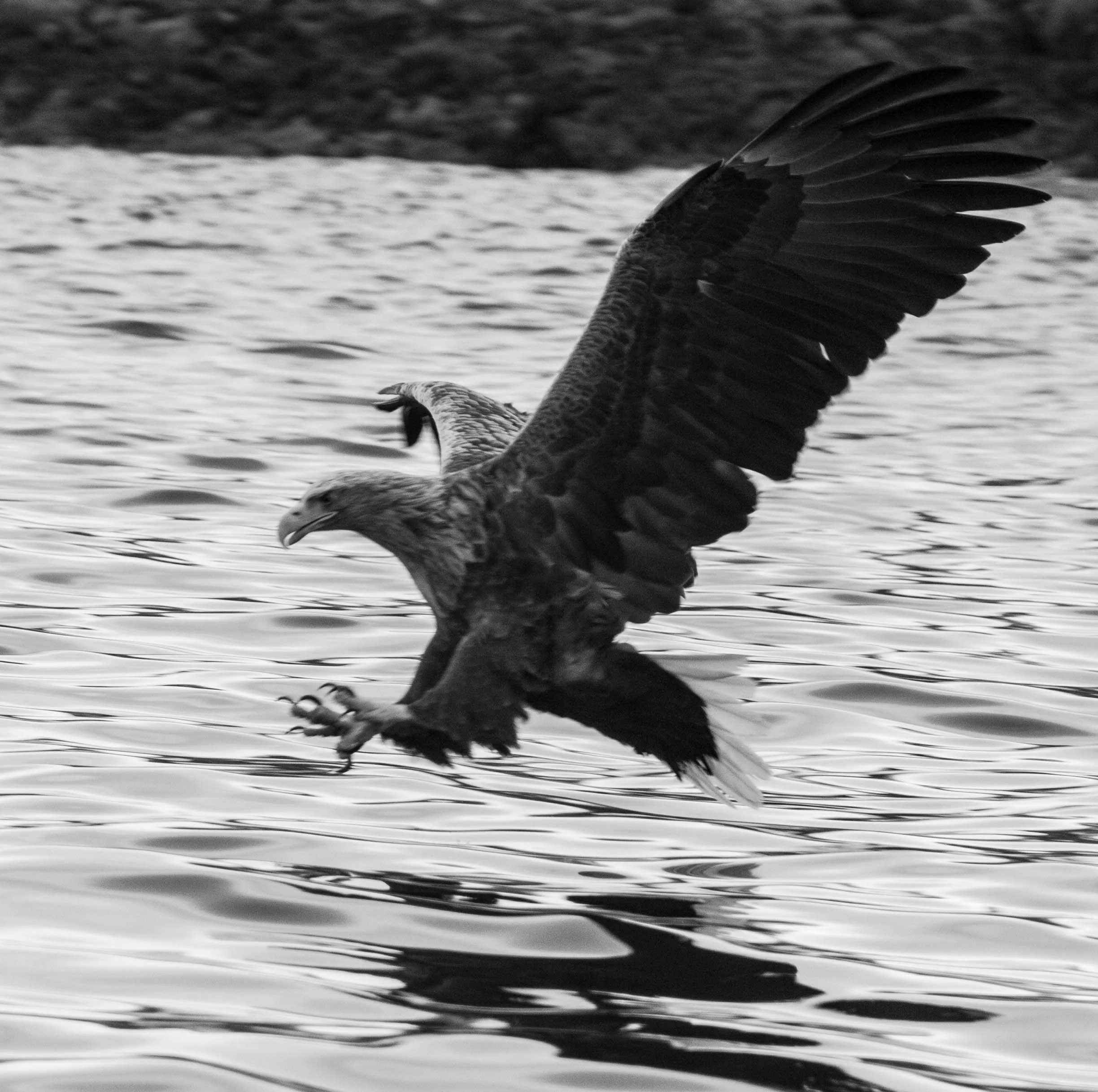 FAUNA: Great blue heron, red tailed hawk, bald eagle, wild turkey, pheasant, beaver, otter, fox, deer, coyote, black bear