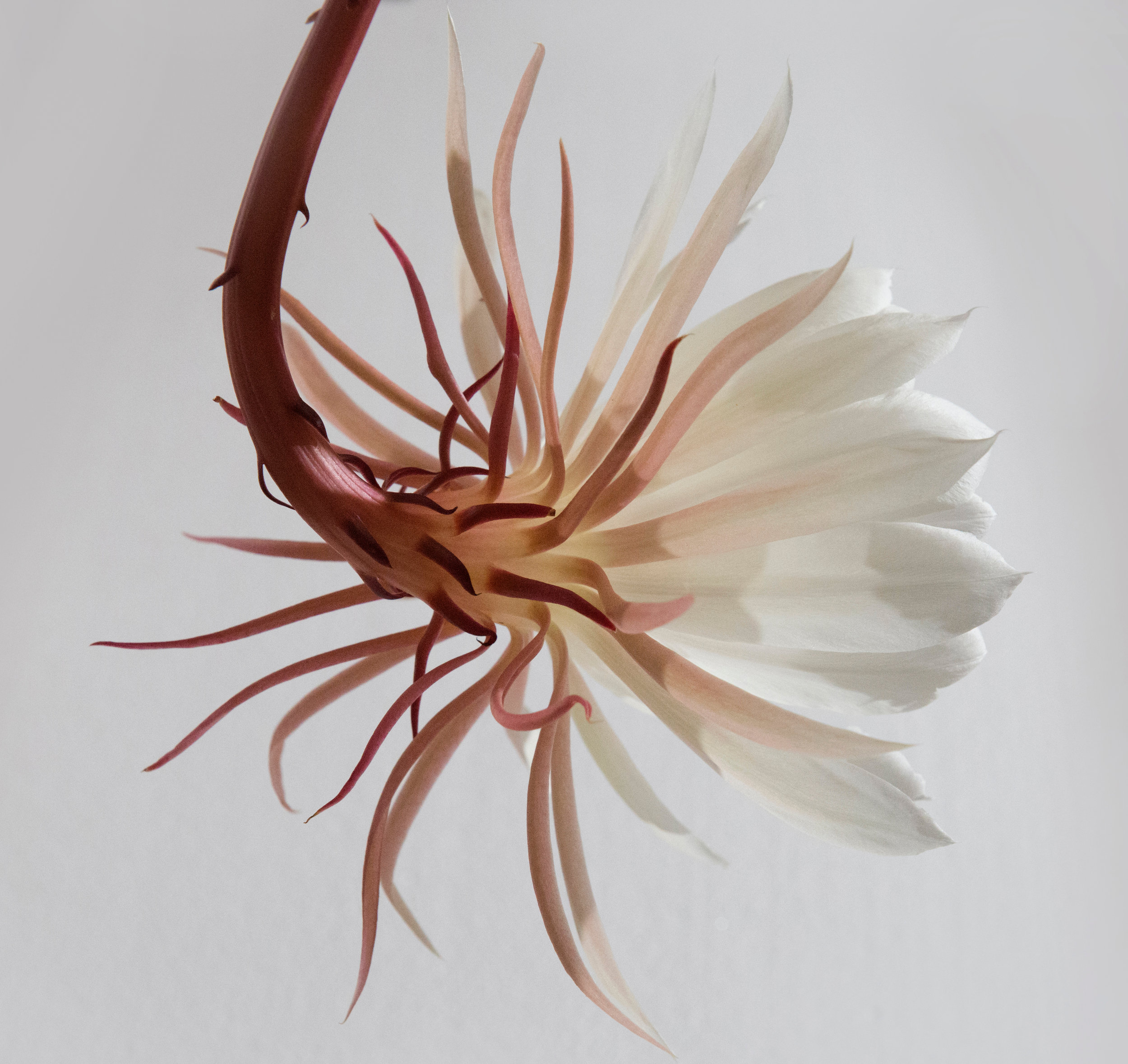 Squarespace Test
