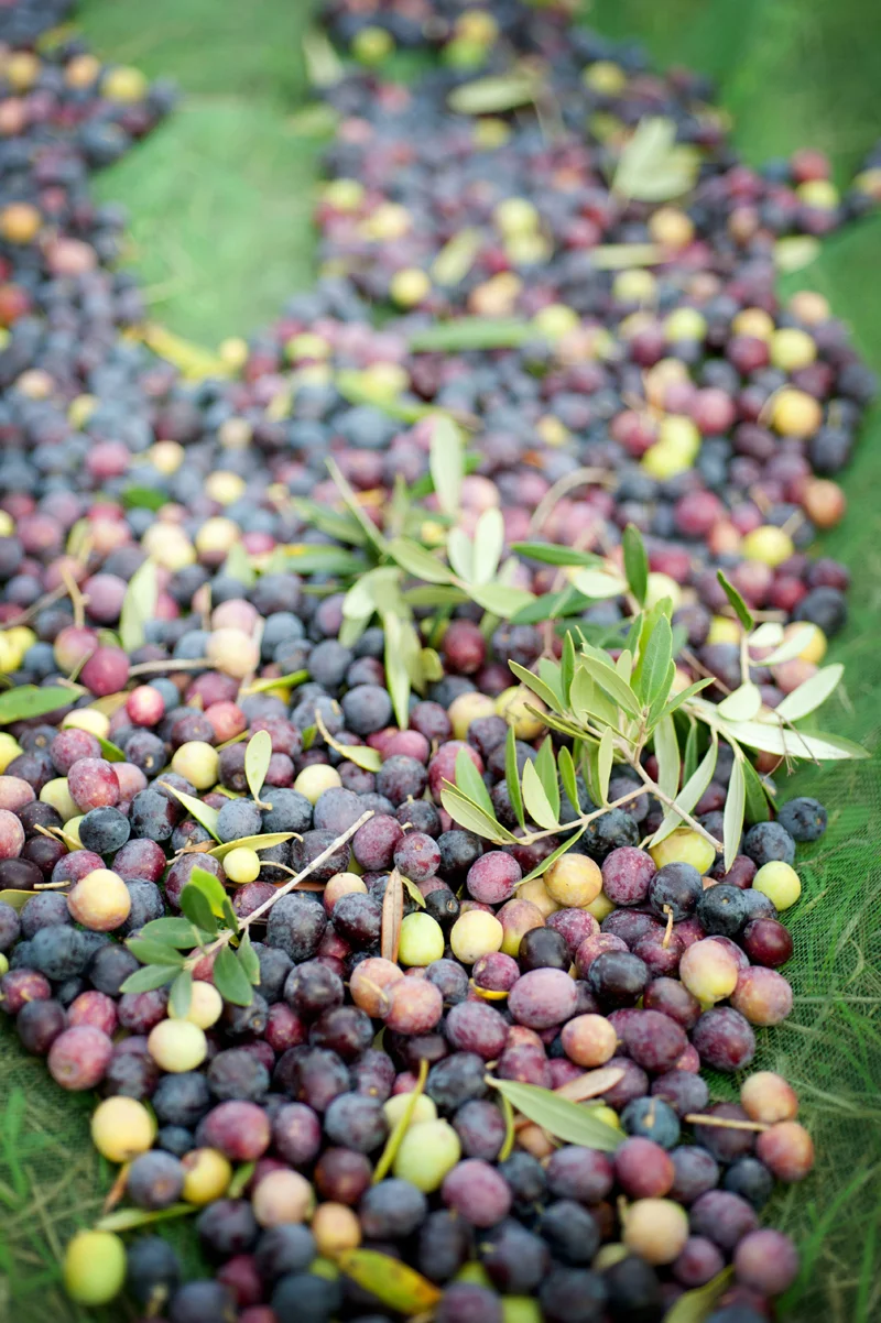 Olives2.jpg