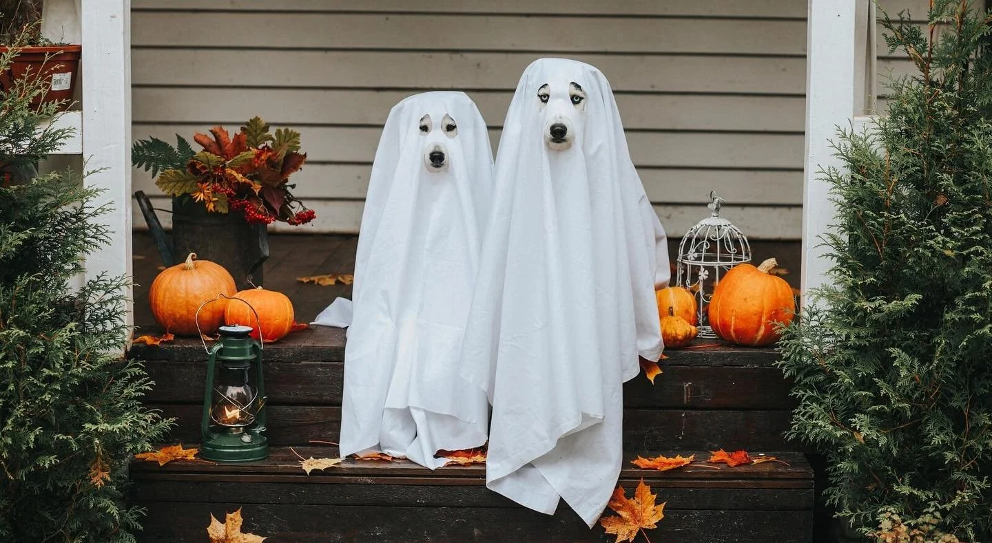 Halloween at Canteen.
We will be keeping our doors open on Thursday to host a little Halloween party. 

The pre drinks of the trick or treating.

Will have beers on for parents, 
A few games set up, 
Mummy wrapping, costume parade, apple bobbing, may