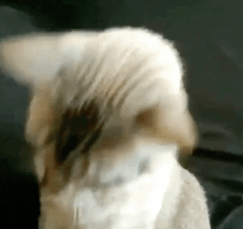 Ready? Let’s GO! (Kuva: Giphy)