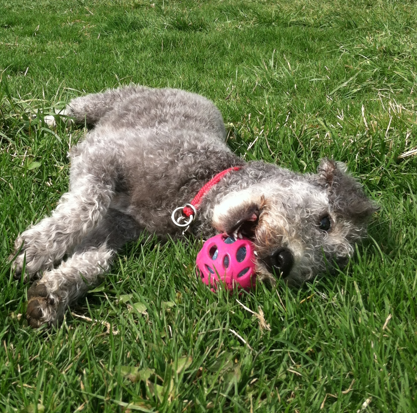 Lyja with a ball carousel.JPG