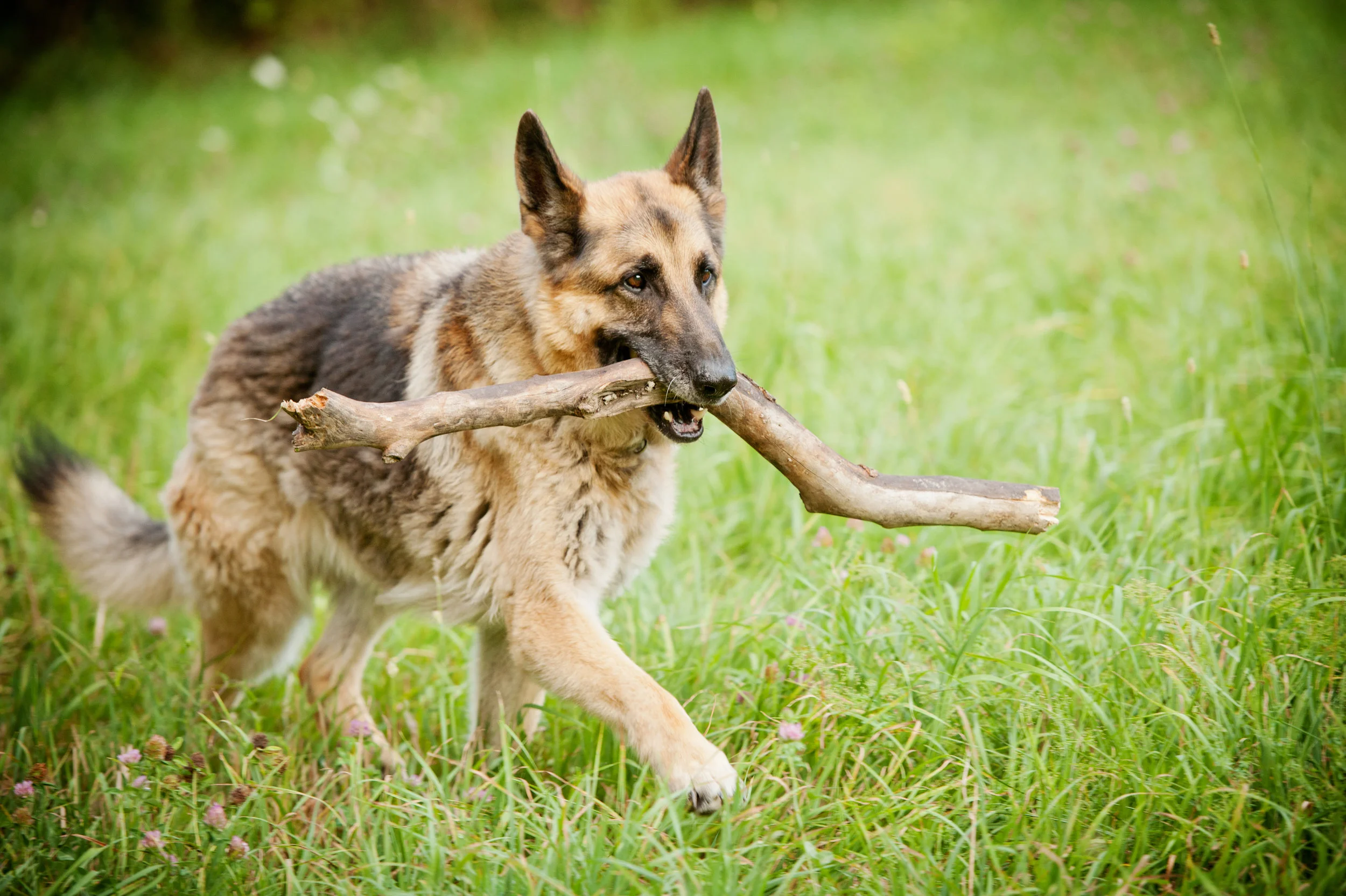 ben with stick carousel.jpg