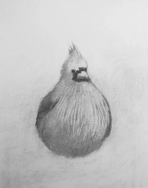 cardinal
