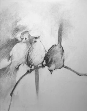titmouse