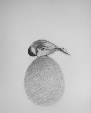 chickadee &amp; egg