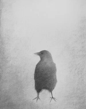crow