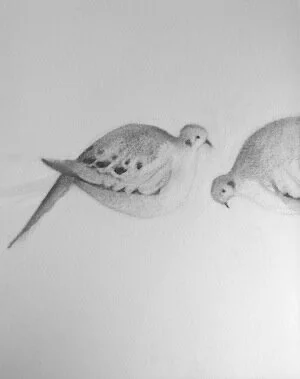 Mourning Dove