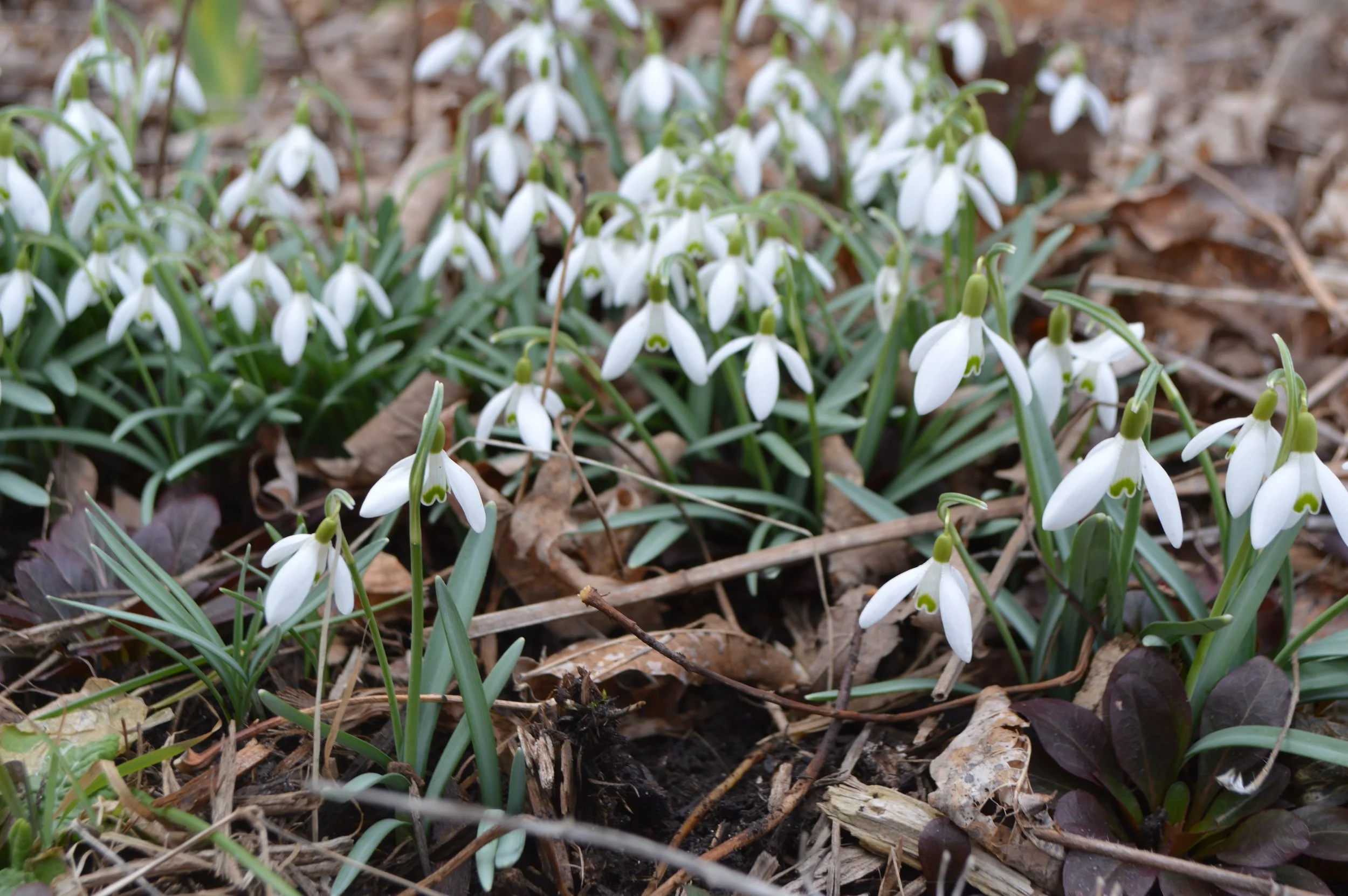 Snowdrops at Peachbelt's Backyard Garden.JPG