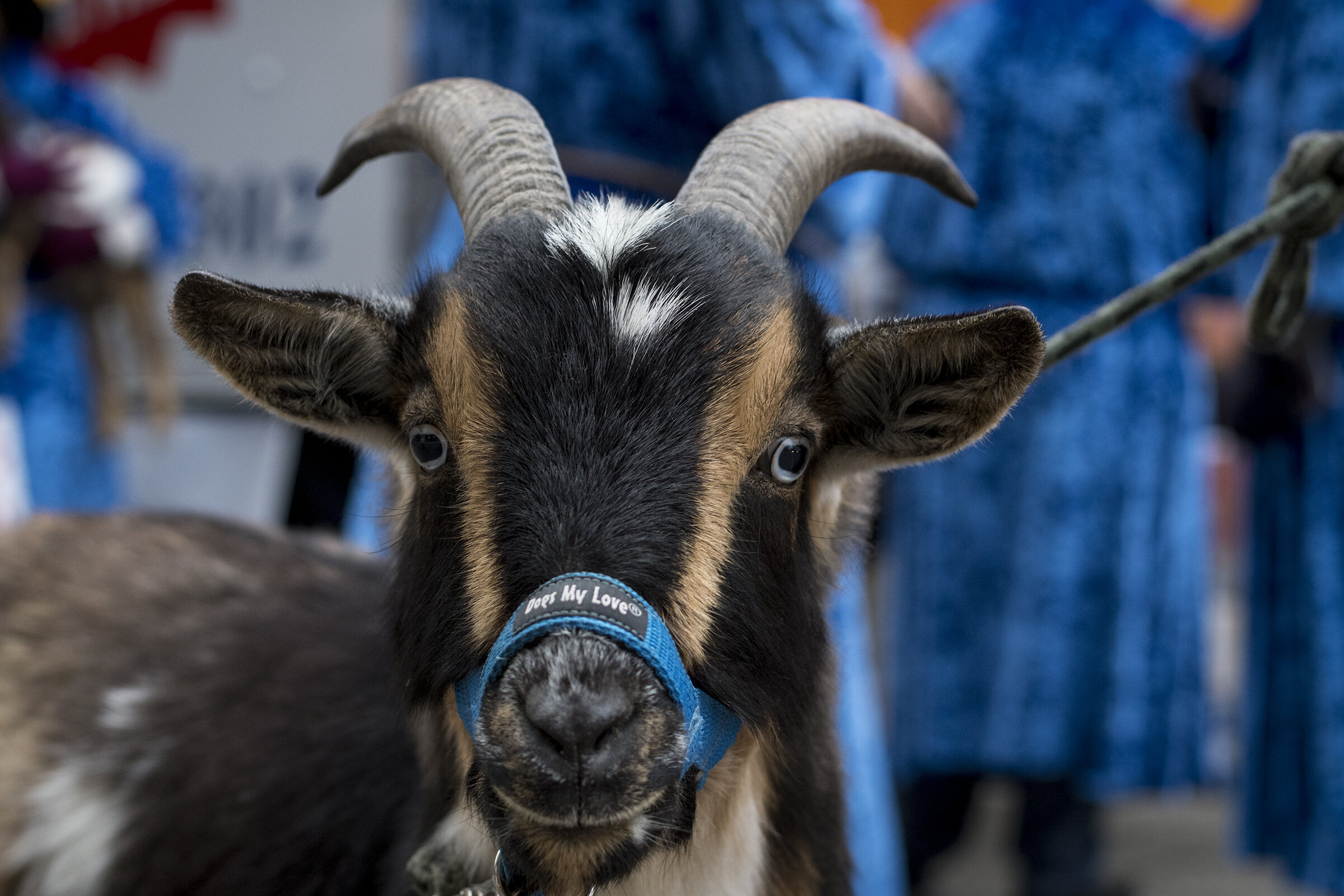  The annual Bockfest parade marches through the streets of Over-the-Rhine to kick off the three-day bock beer event at Christian Moerlein Brewing Friday, March 1, 2019 in Cincinnati, Ohio. 