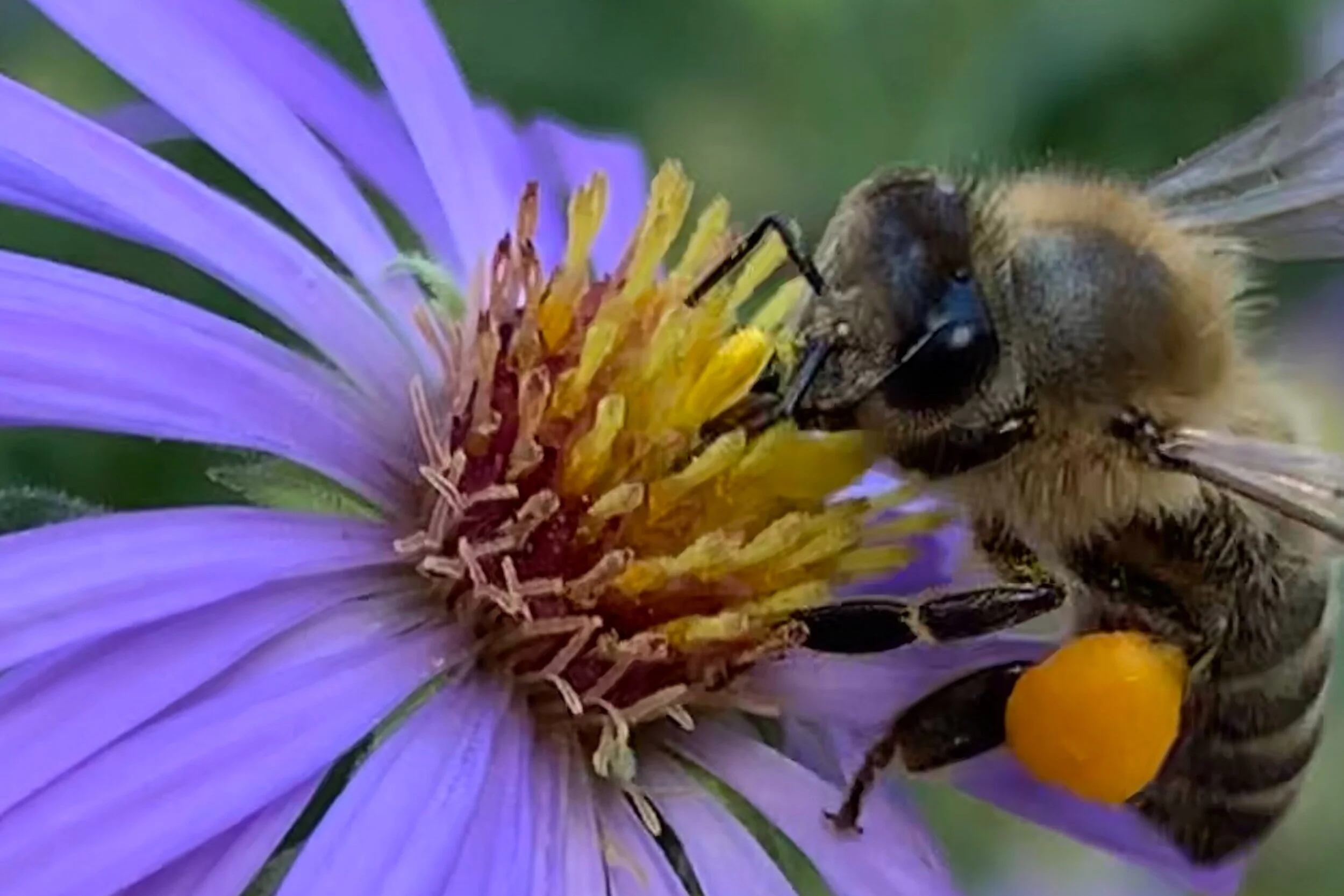 Fight of the Bumblebee
