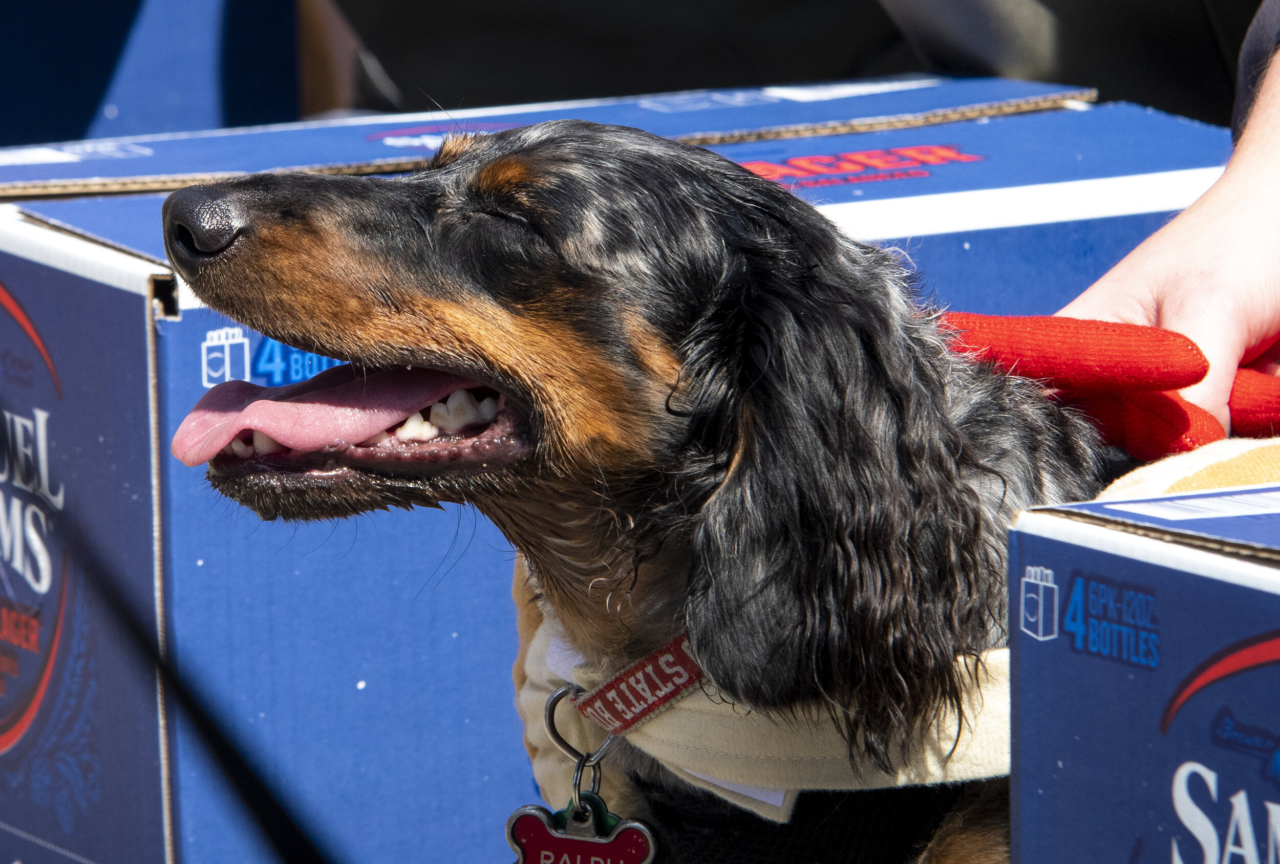  The annual Running of the Wieners kicks off Oktoberfest Zinzinnati with around 90 Dachshunds racing down Freedom Way in Cincinnati, Ohio on Thursday, September 19, 2019. 