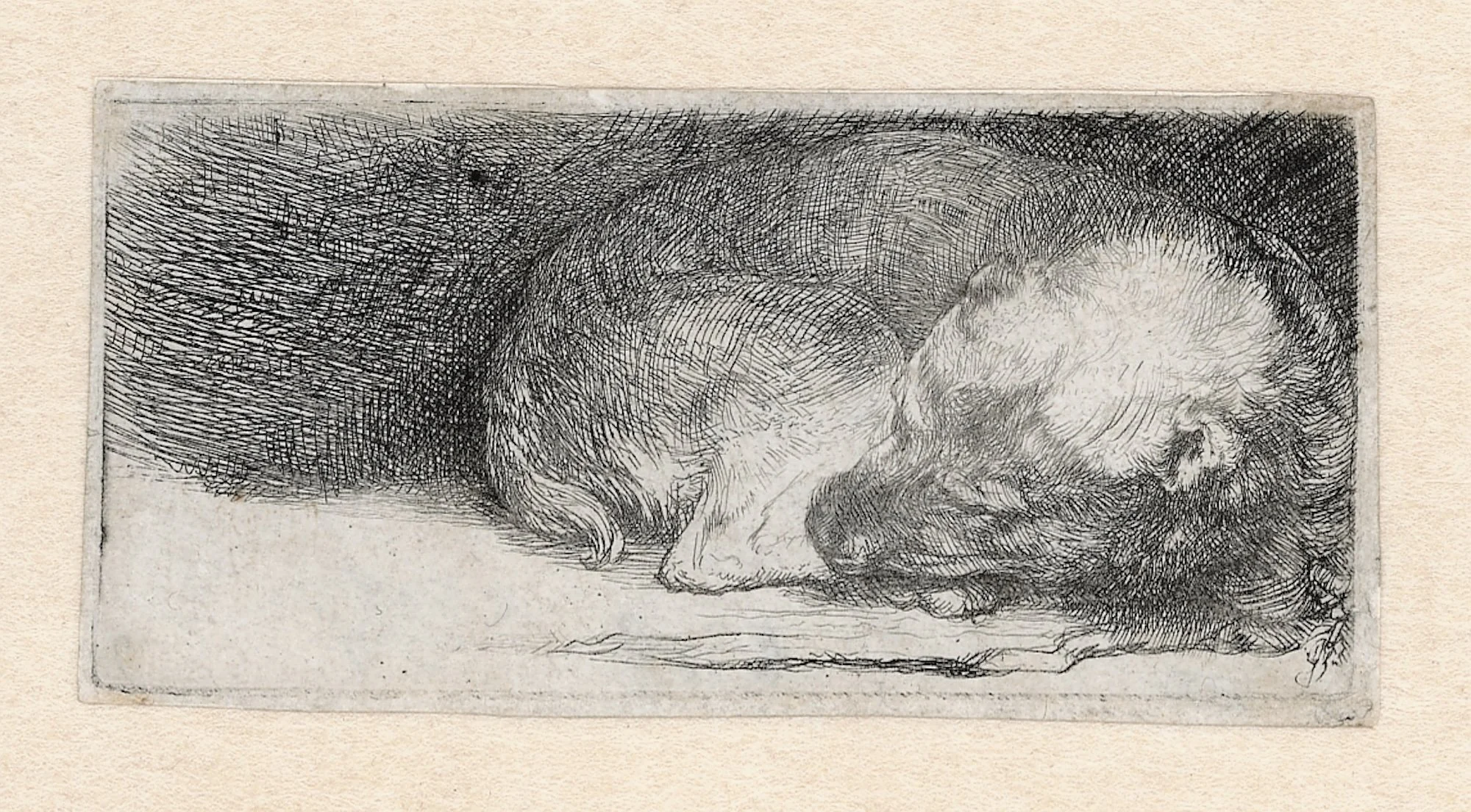  Rembrandt van Rijn (Dutch, 1606–1669), “Sleeping Puppy,” about 1640, etching and drypoint, 1 9/16 x 3 3/16 in. Rembrandt House Museum, Amsterdam 