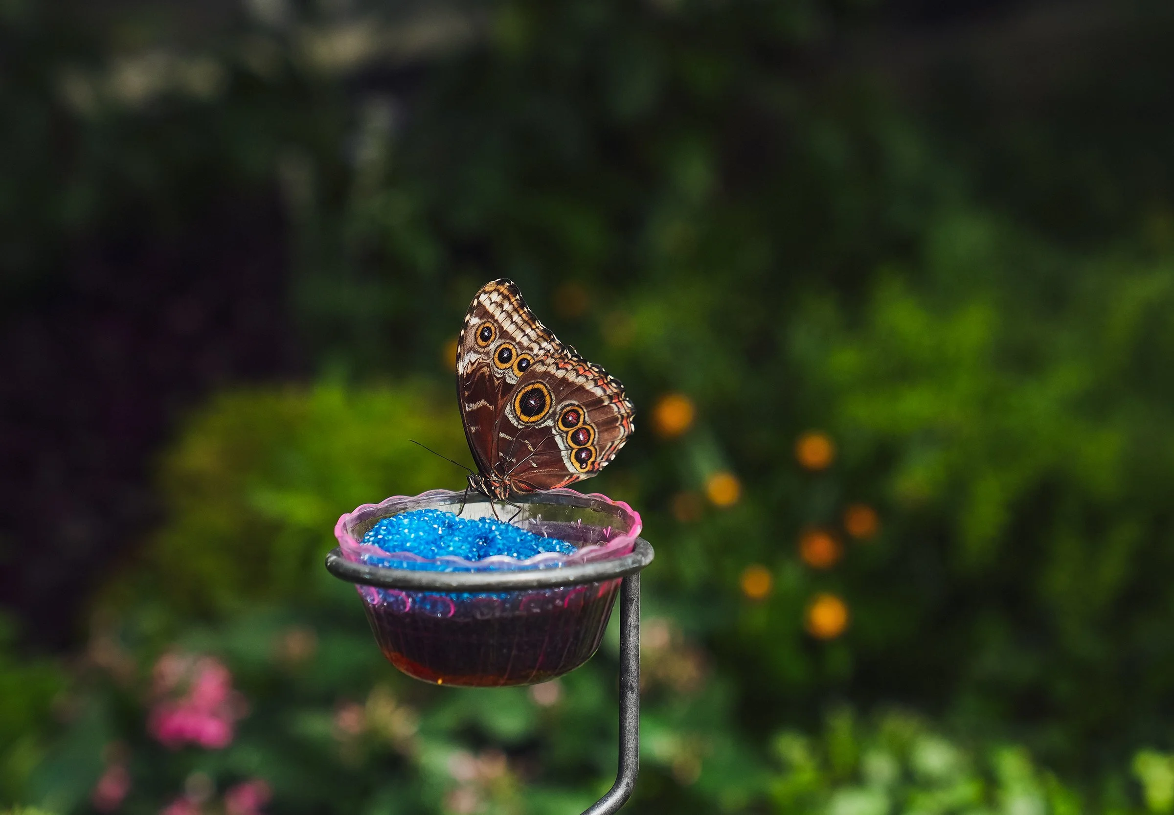 20260529_Butterflies_0160e2.jpg