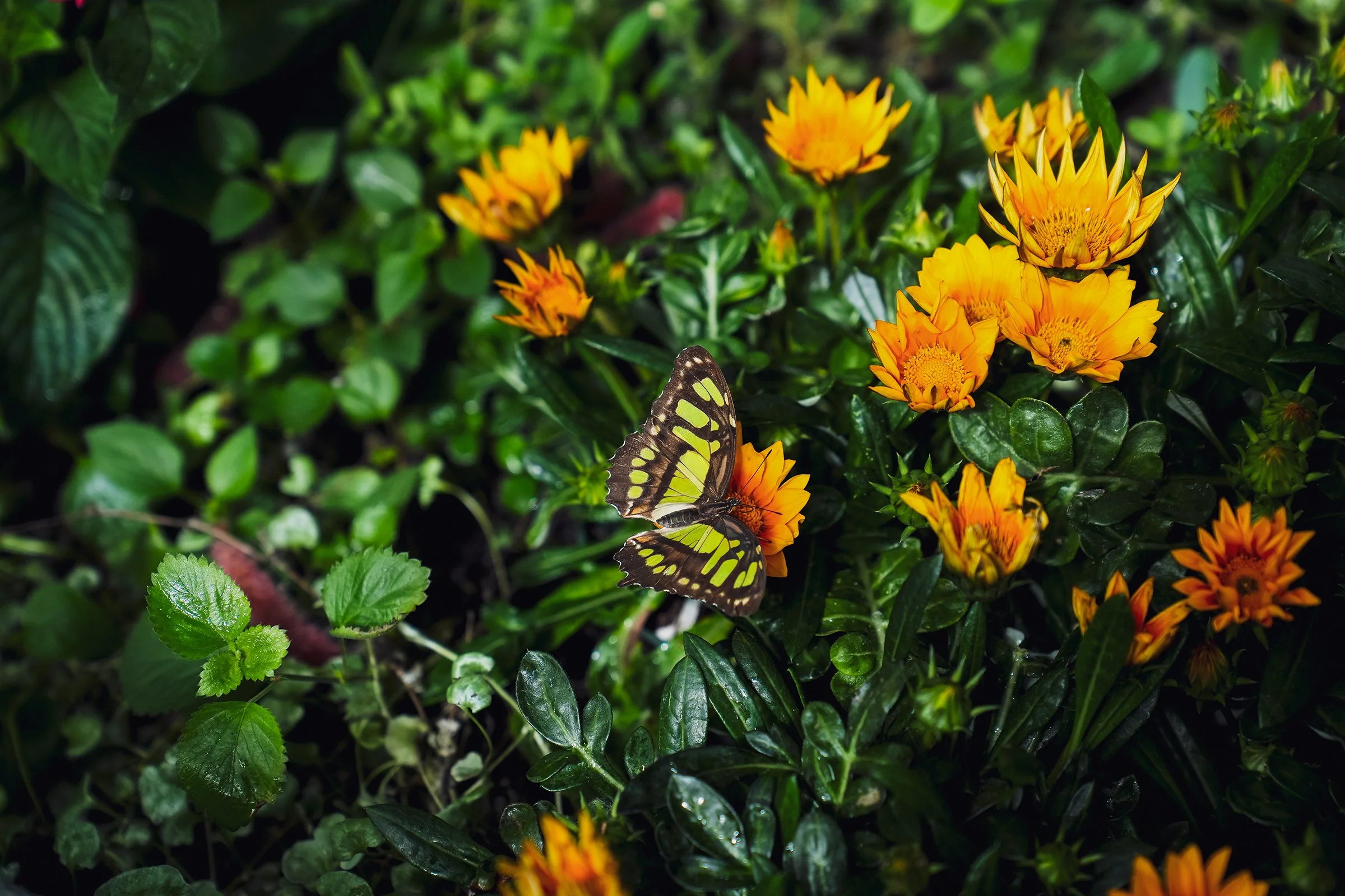 20260529_Butterflies_0251e2.jpg