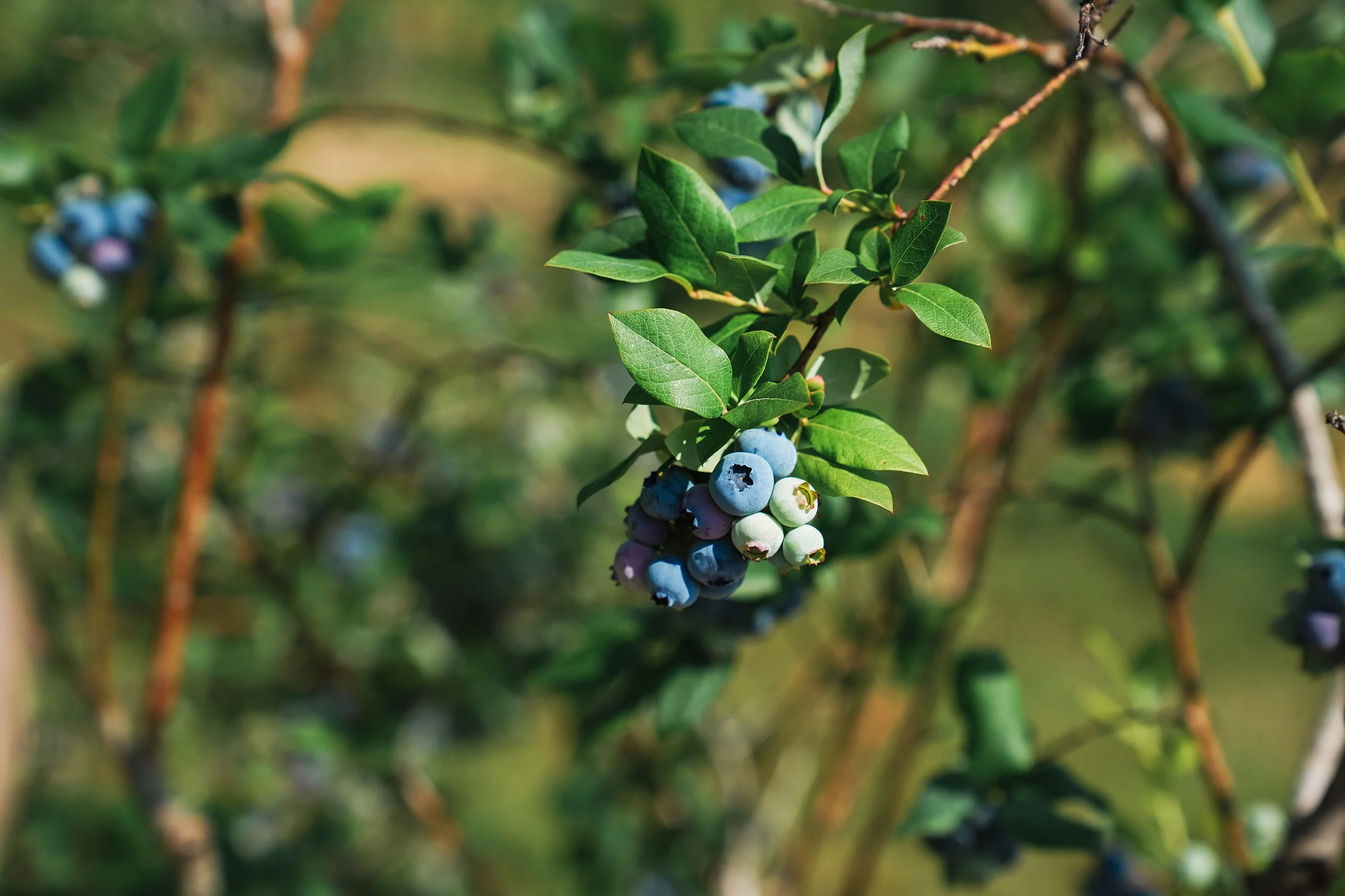20260605_Blueberries_0228e2.jpg