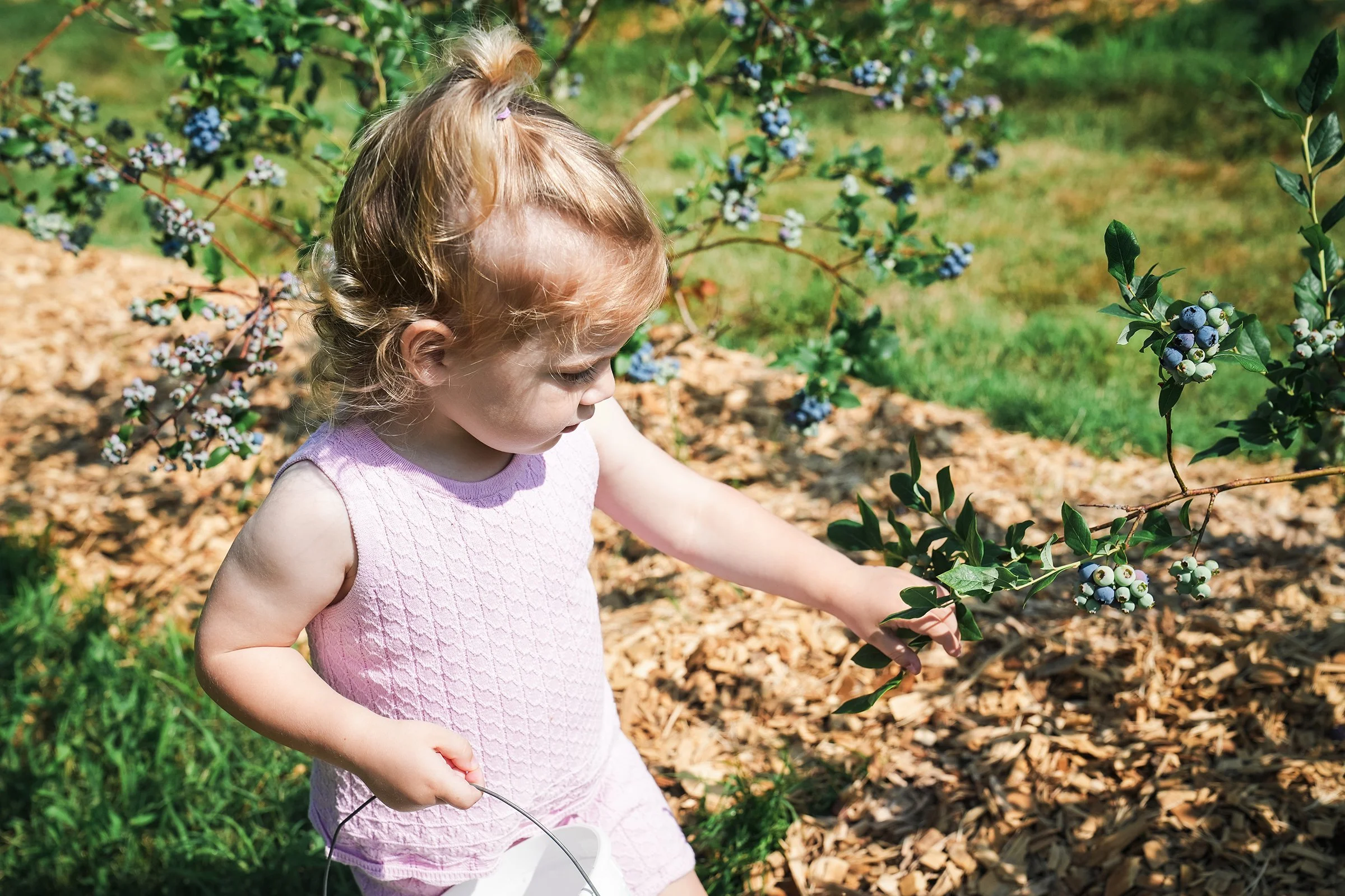 20260605_Blueberries_0264e2.jpg