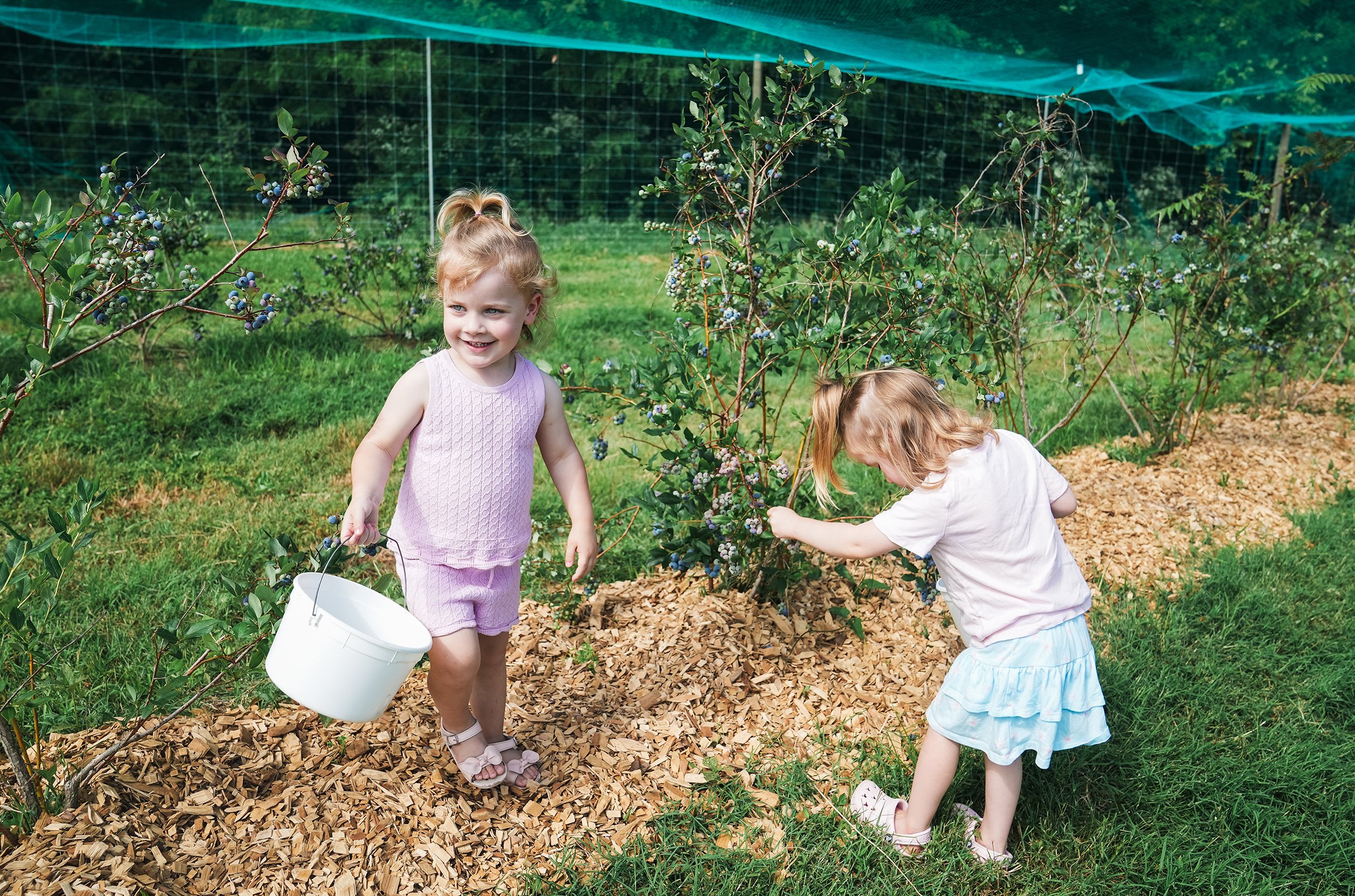 20260605_Blueberries_0369e2.jpg