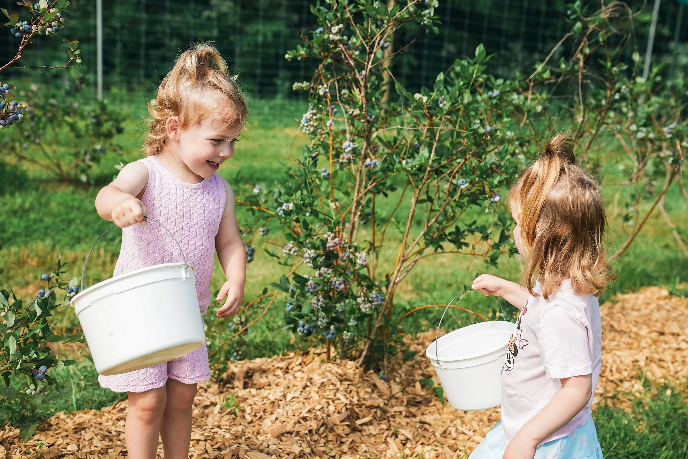 20260605_Blueberries_0376e2.jpg