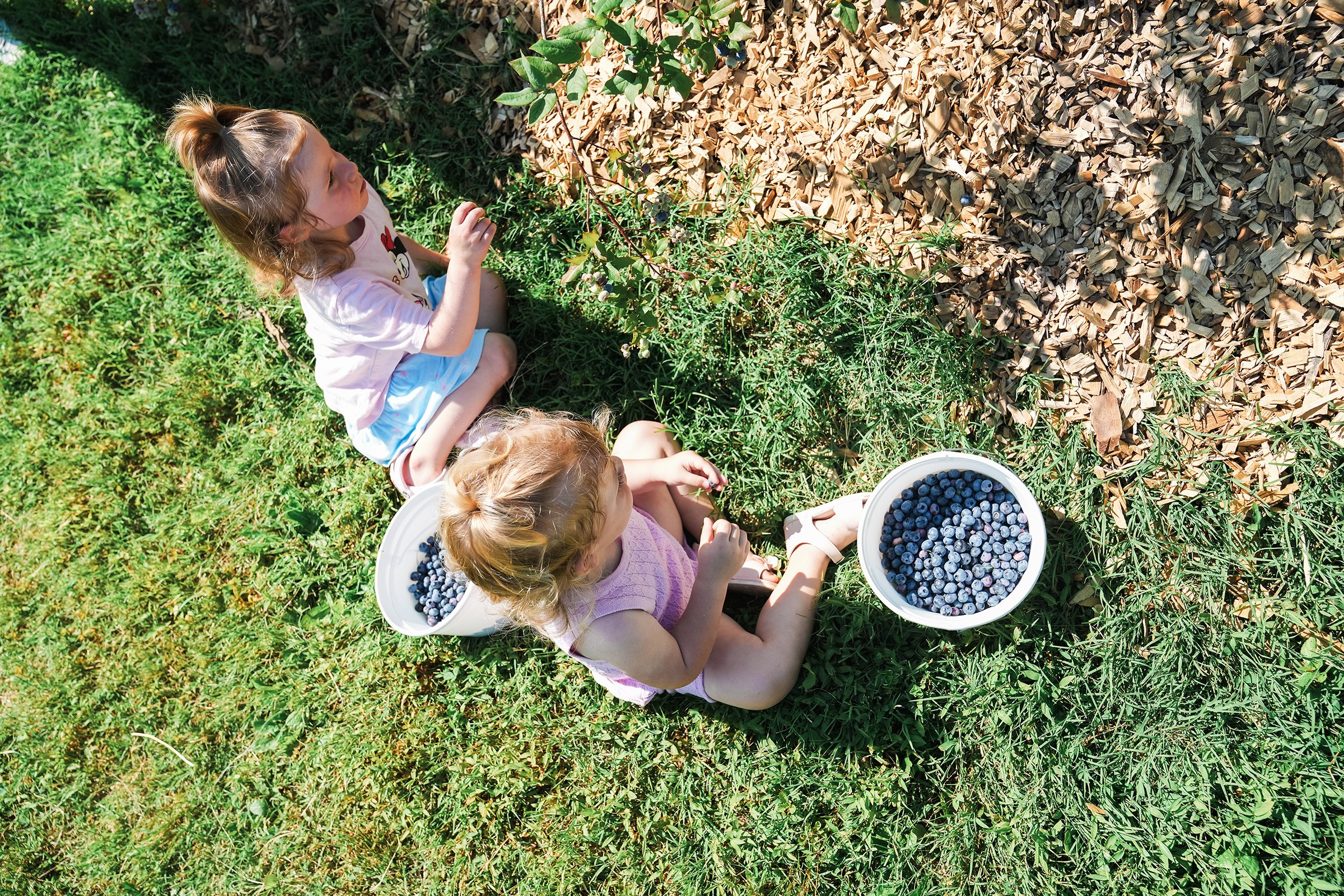 20260605_Blueberries_0572e2.jpg
