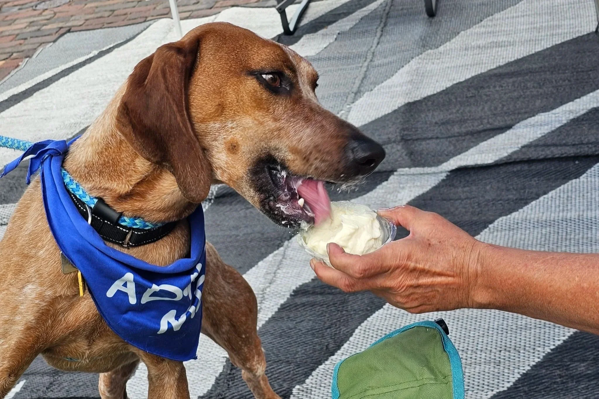 Dog Days of Summer