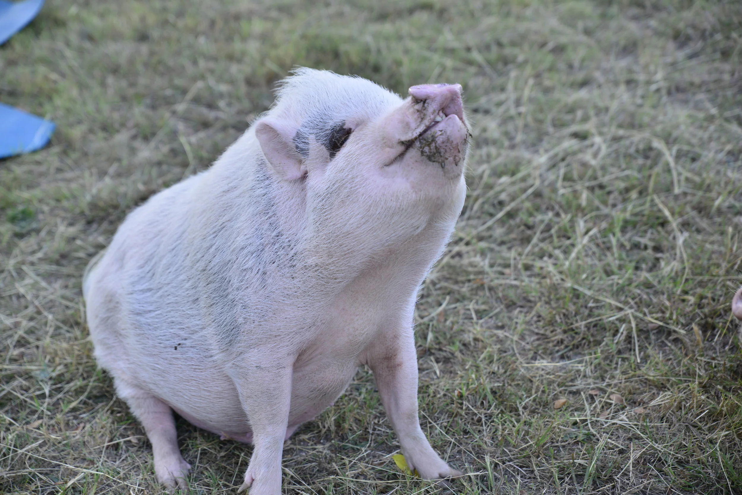 Pinky...our sweetest yogi...