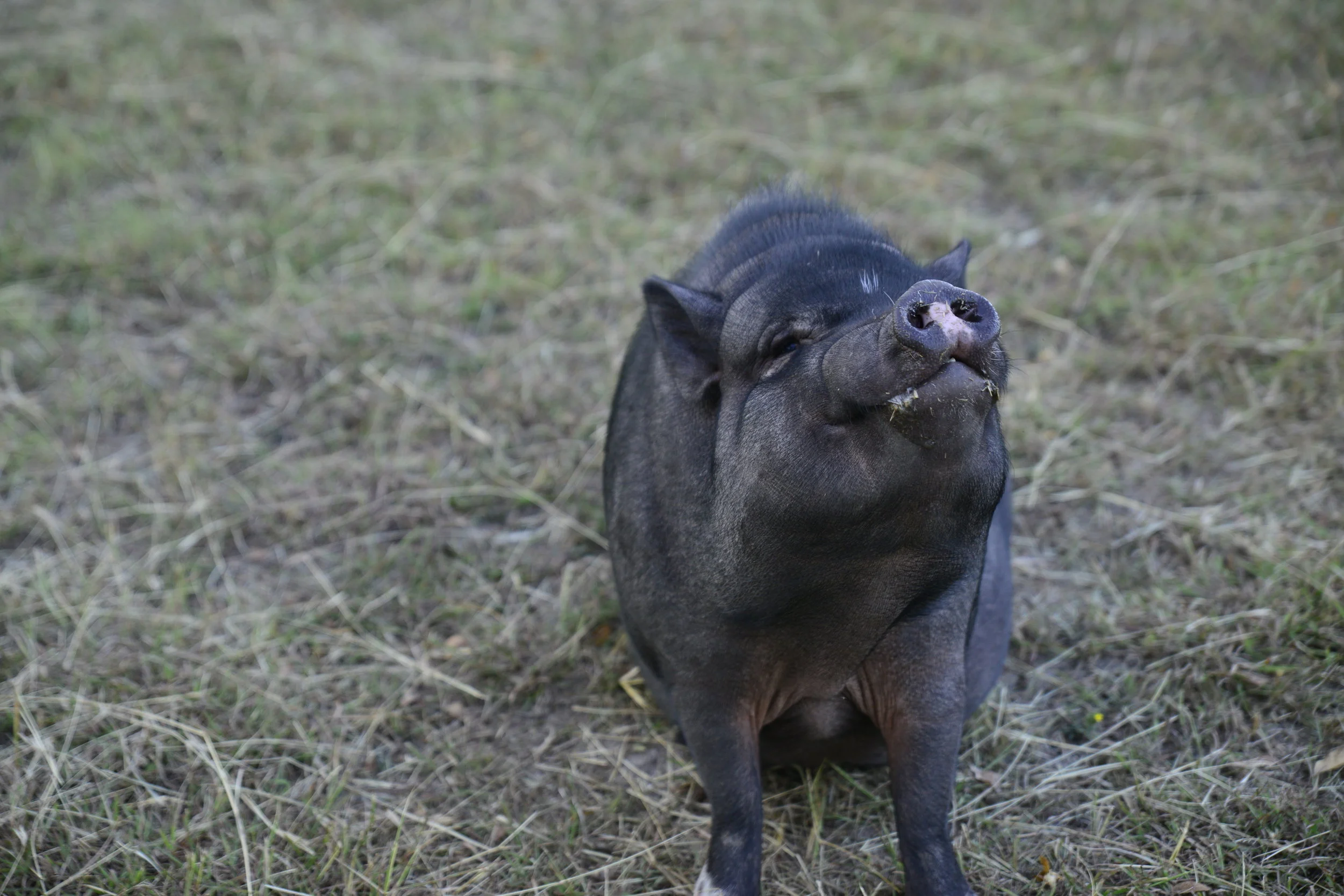 Bear...our handsome yogi...