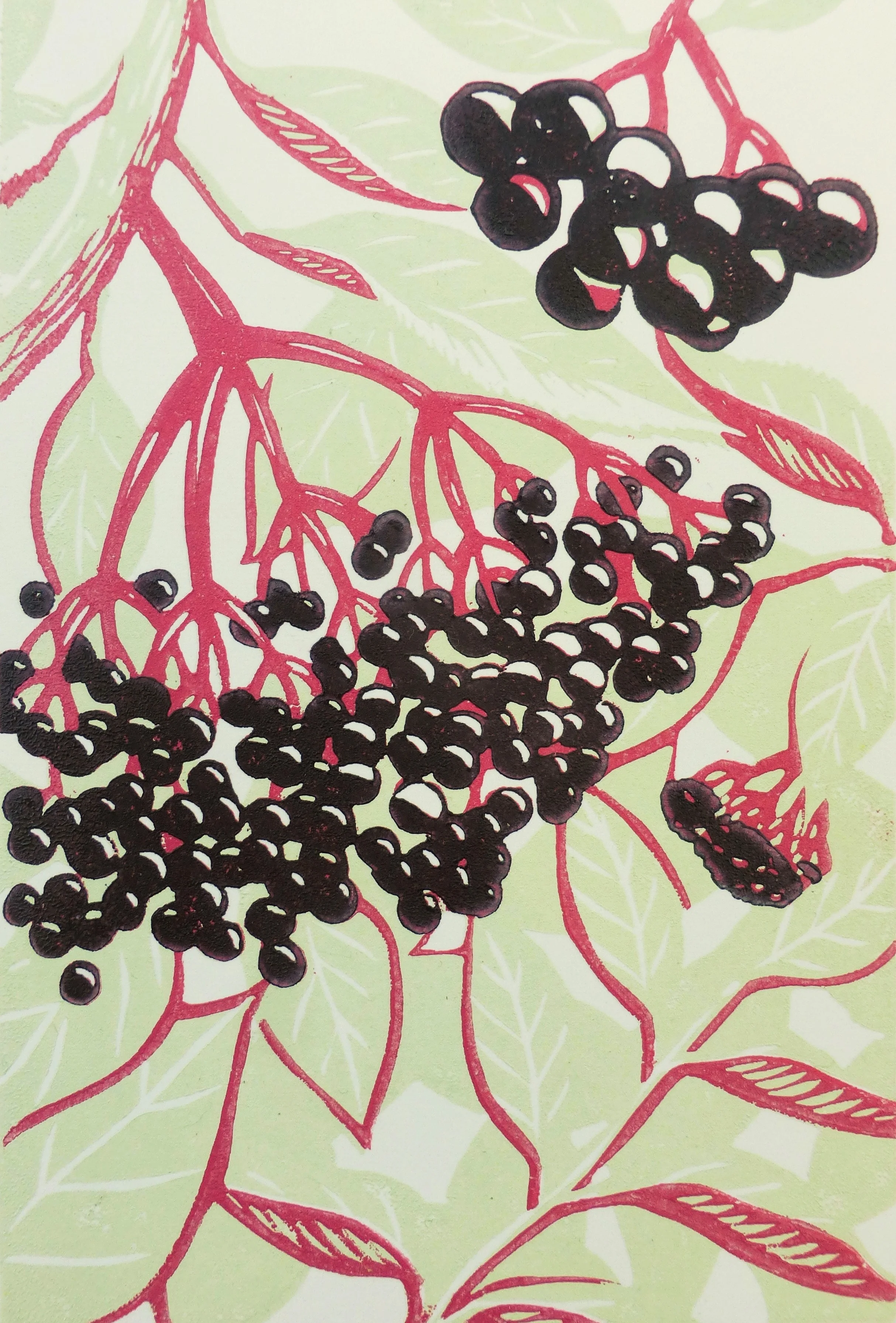 Elderberry