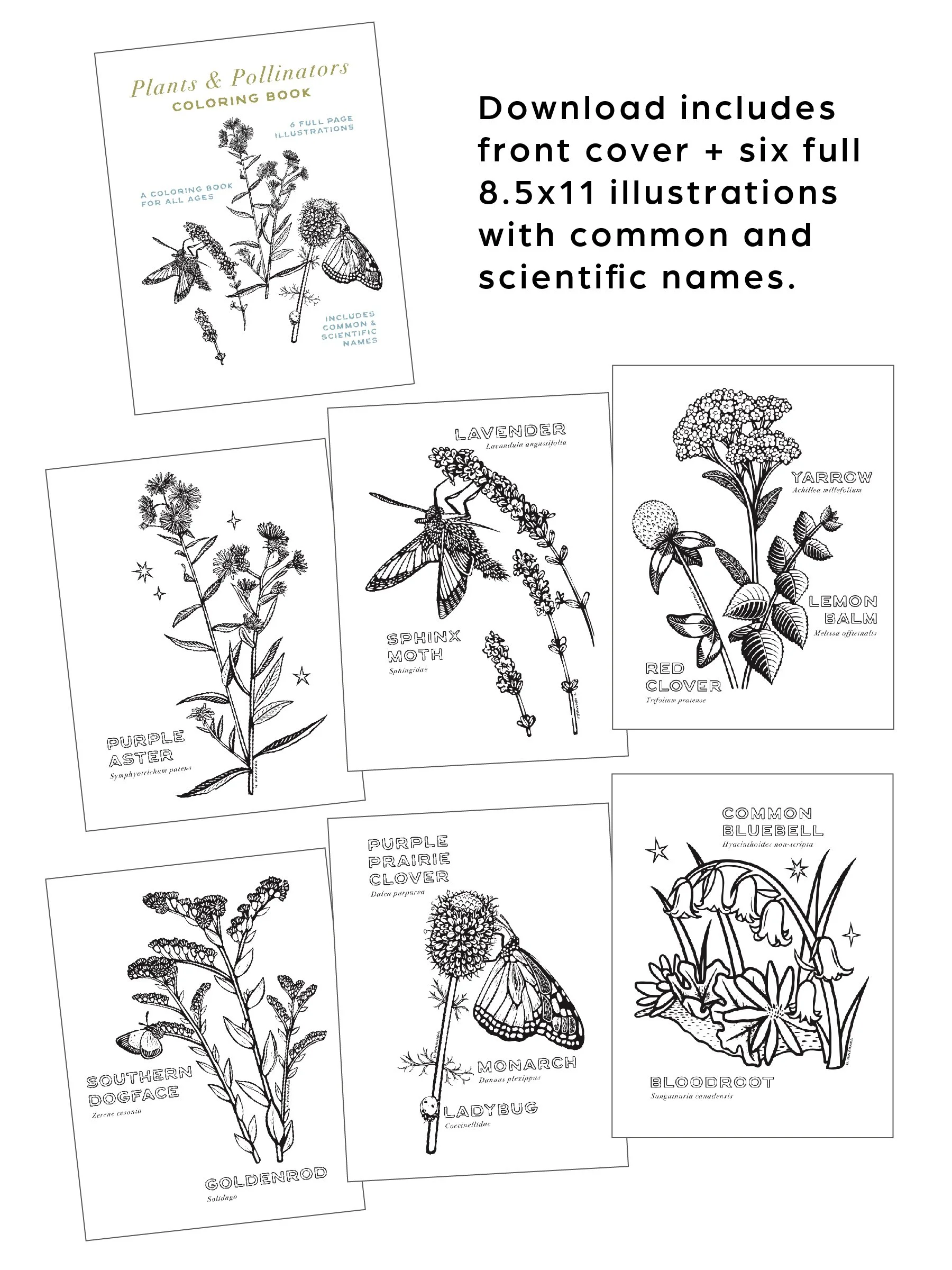 Plants &amp; Pollinators Coloring Pages — Natalie Hinahara
