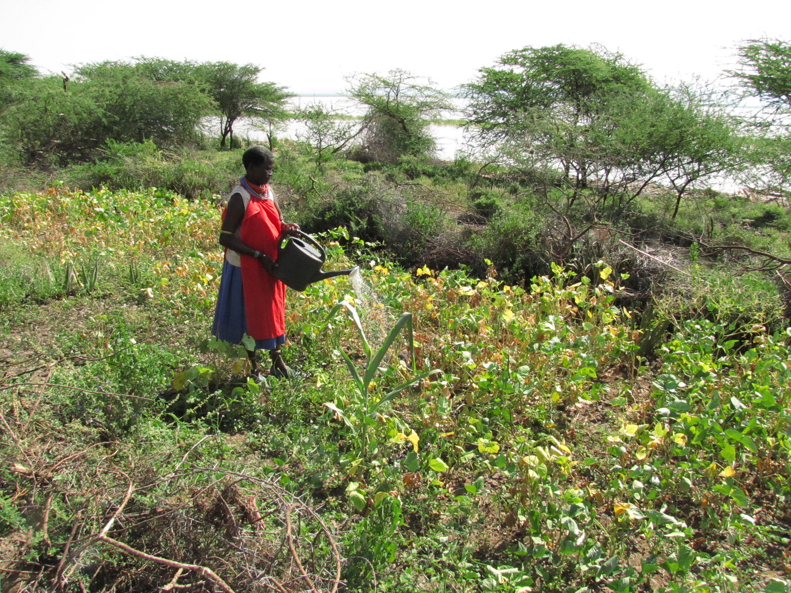 Nolmangi Lekuparet in her garden on Kokwa Island