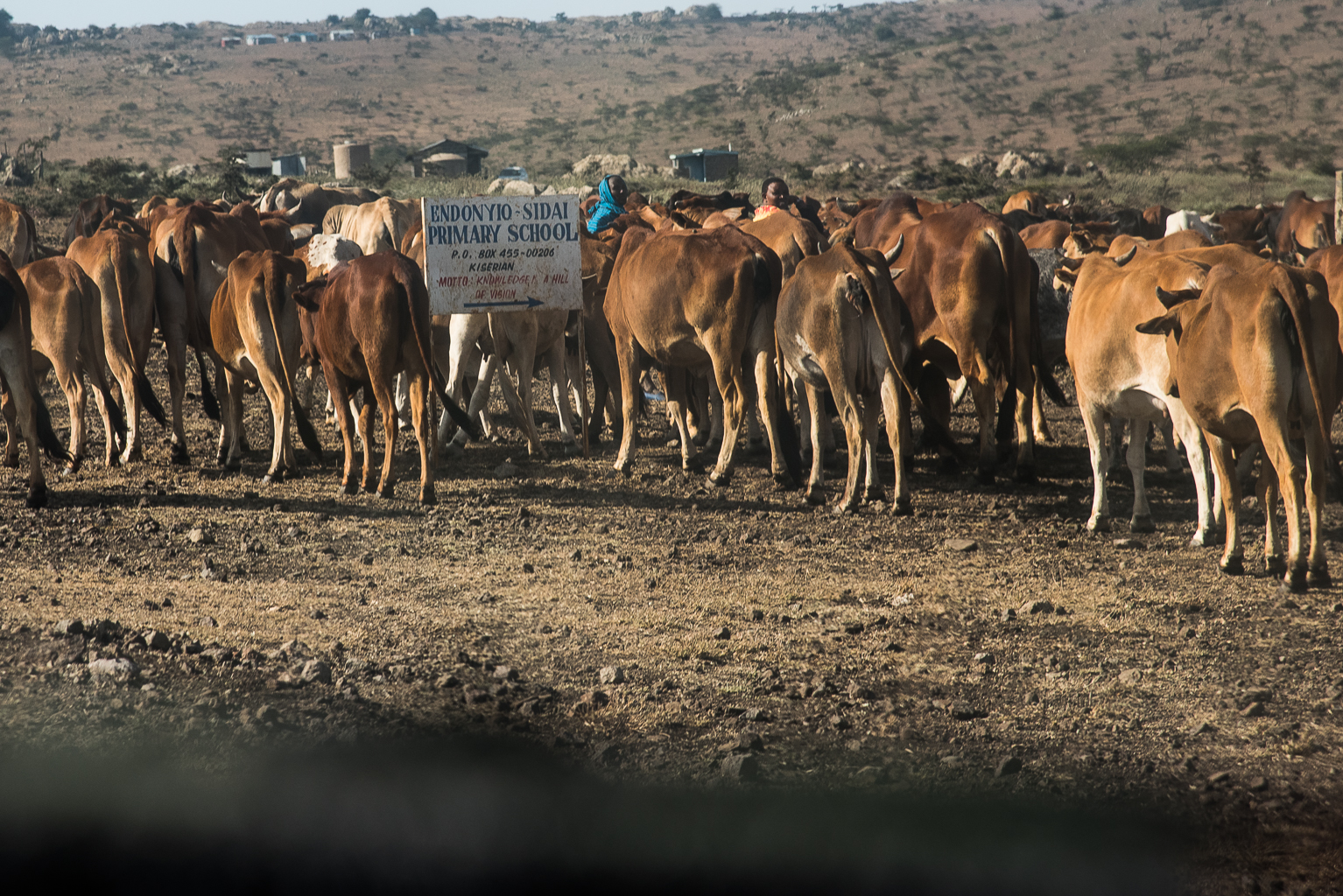 Endonyio Sidai Cattle