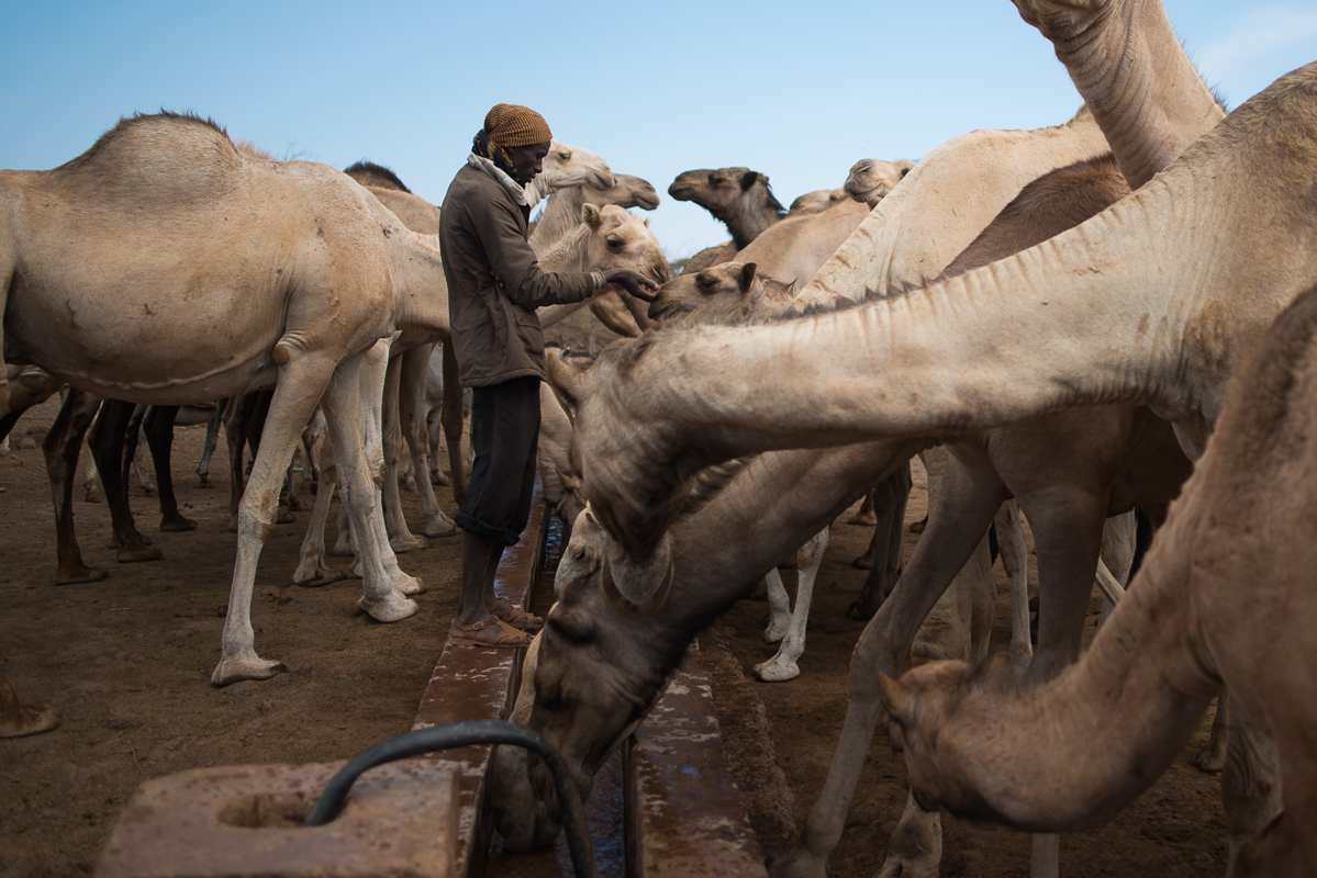 Herder with his camels
